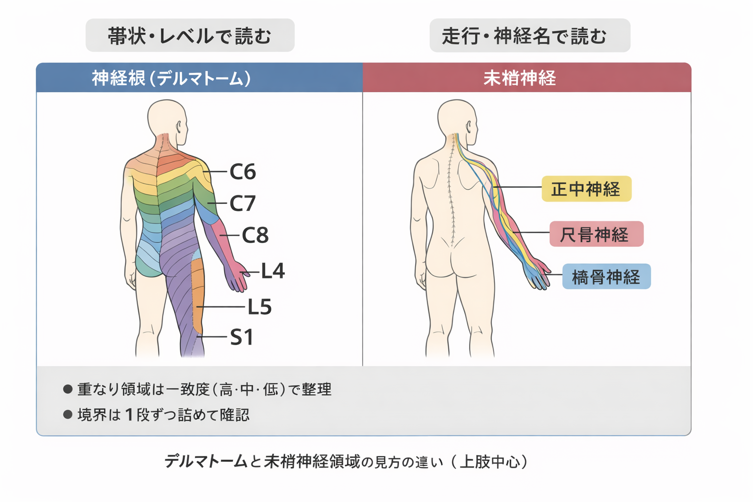デルマトーム（神経根）と末梢神経領域（正中・尺骨・橈骨）の比較図