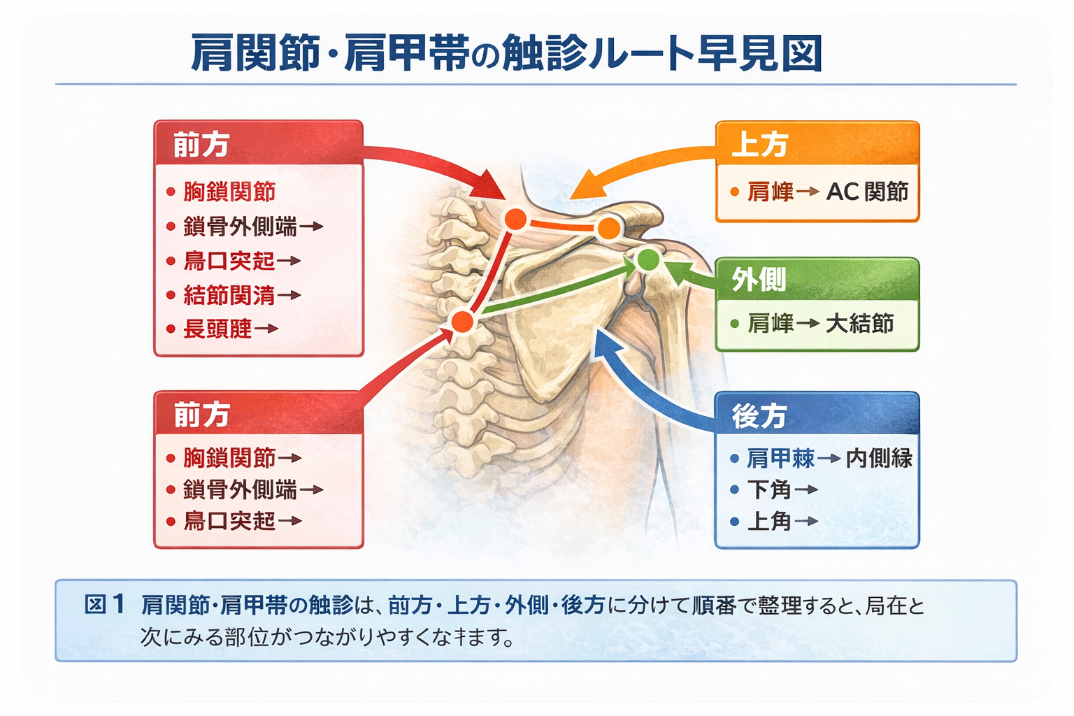 肩関節・肩甲帯の触診ルート早見図