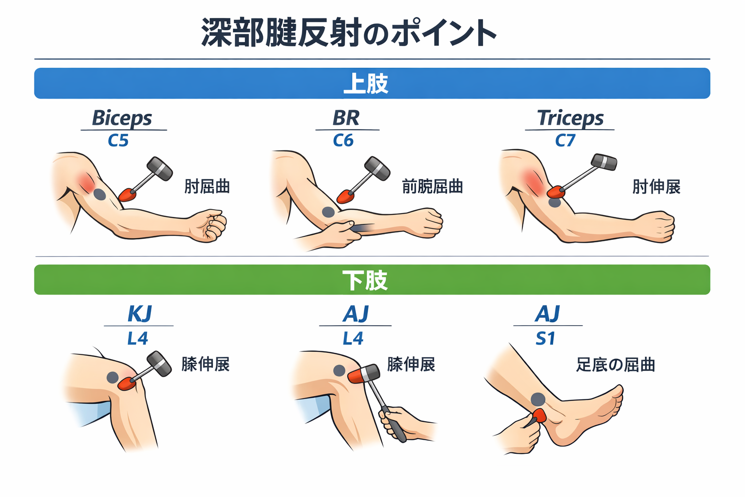 深部腱反射の打鍵部位と期待反応の早見図。上肢は Biceps・BR・Triceps、下肢は KJ・AJ の位置と代表髄節を示す図版