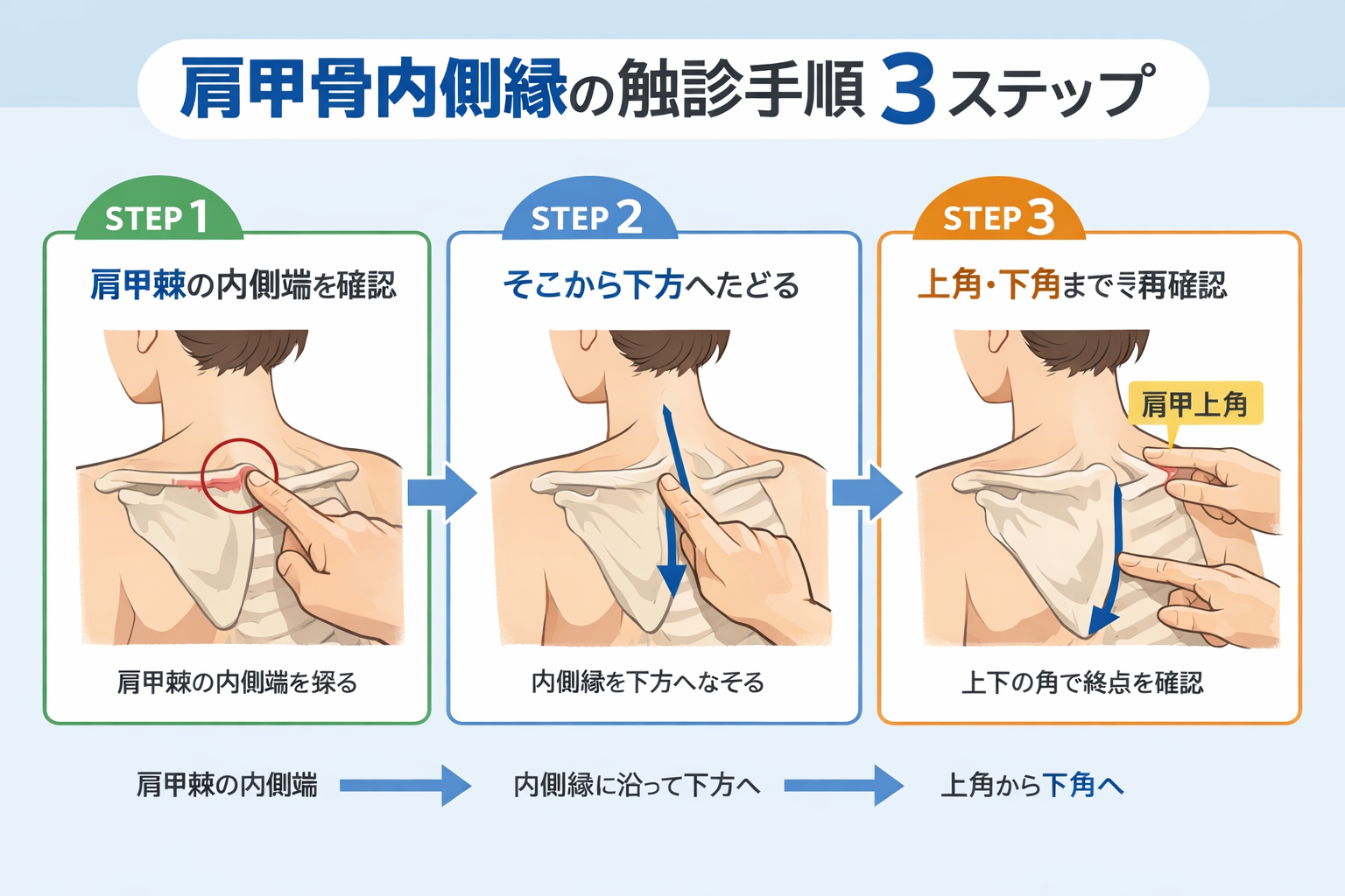 肩甲骨内側縁の触診手順 3 ステップを示した図版