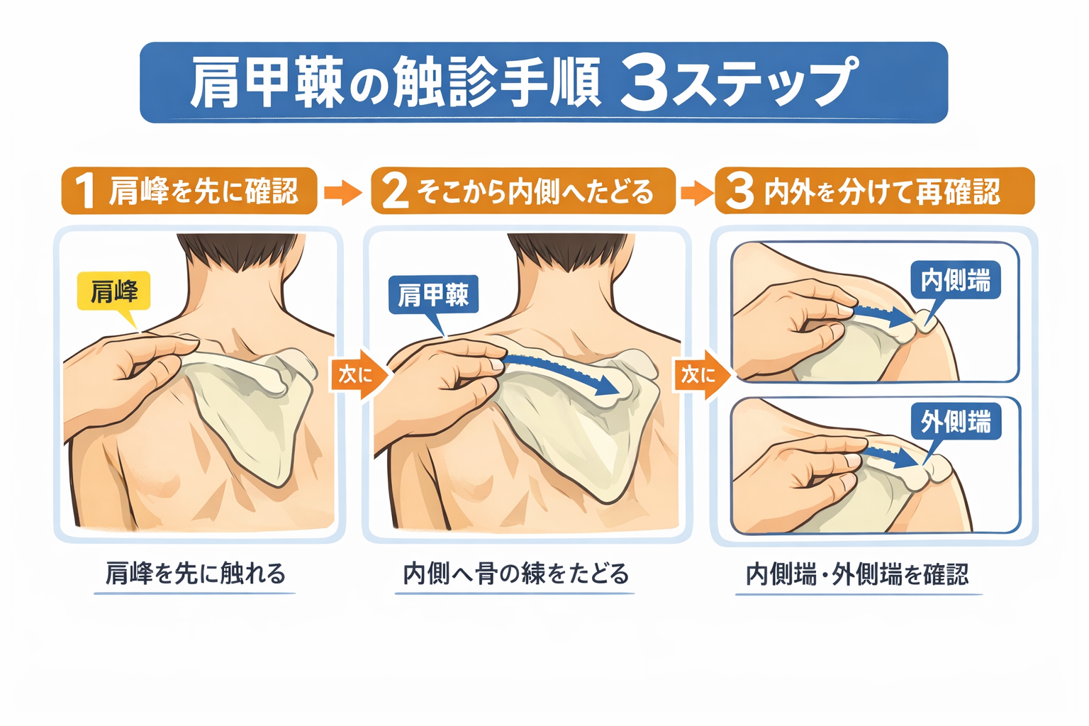 肩甲棘の位置と肩関節後面の解剖を示した図版