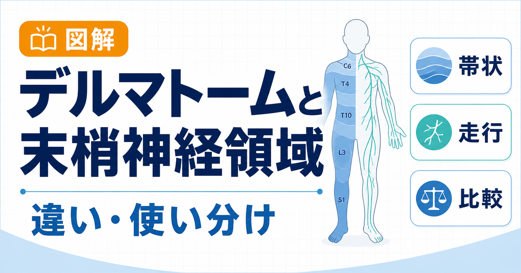 デルマトームと末梢神経領域の違い【図解】 | リハビリくん