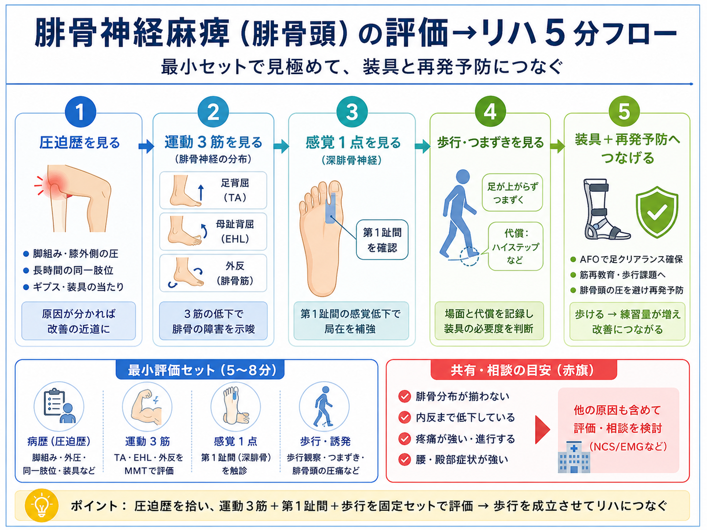 腓骨神経麻痺（腓骨頭）の評価からリハまでの5分フロー