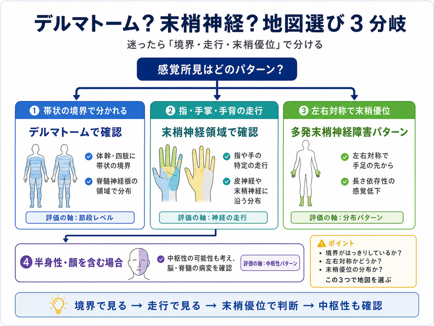 デルマトームと末梢神経領域の違い【図解】 | リハビリくん