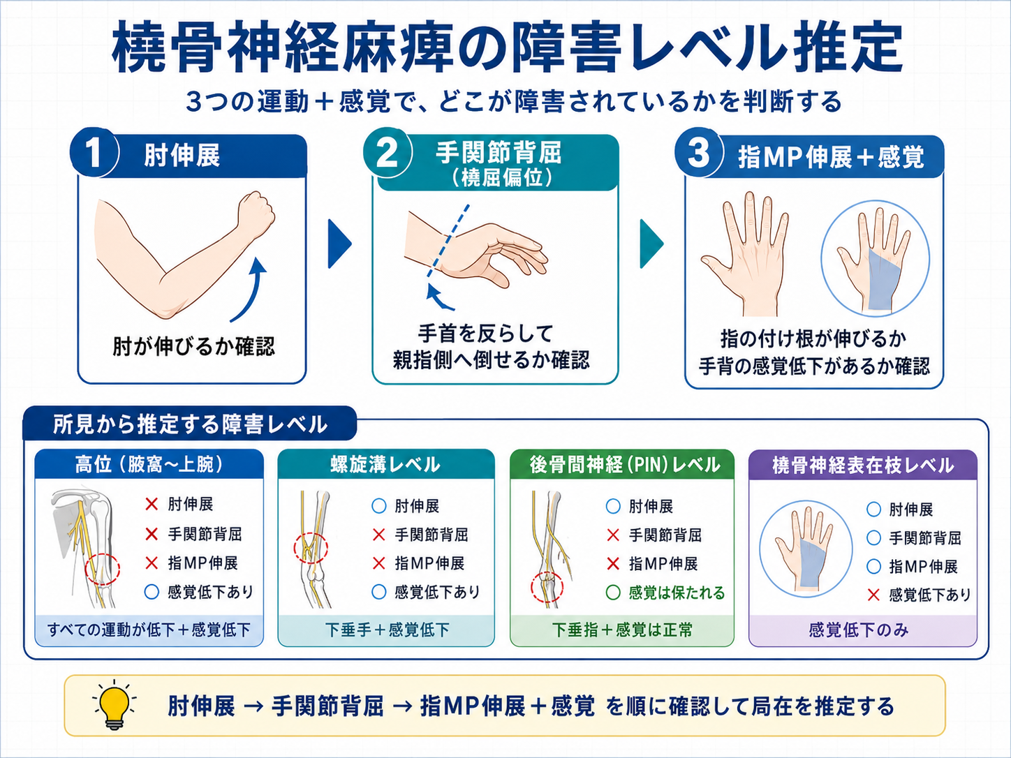 橈骨神経麻痺の障害レベル推定図版