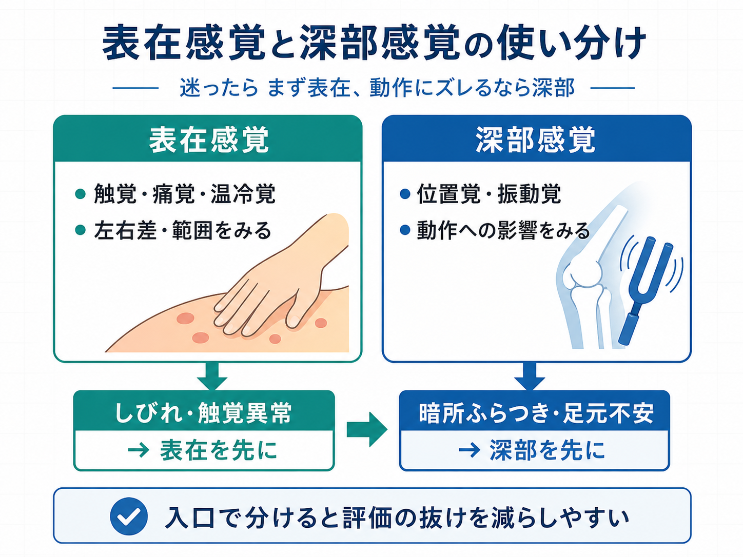 表在感覚と深部感覚の使い分けを示した図