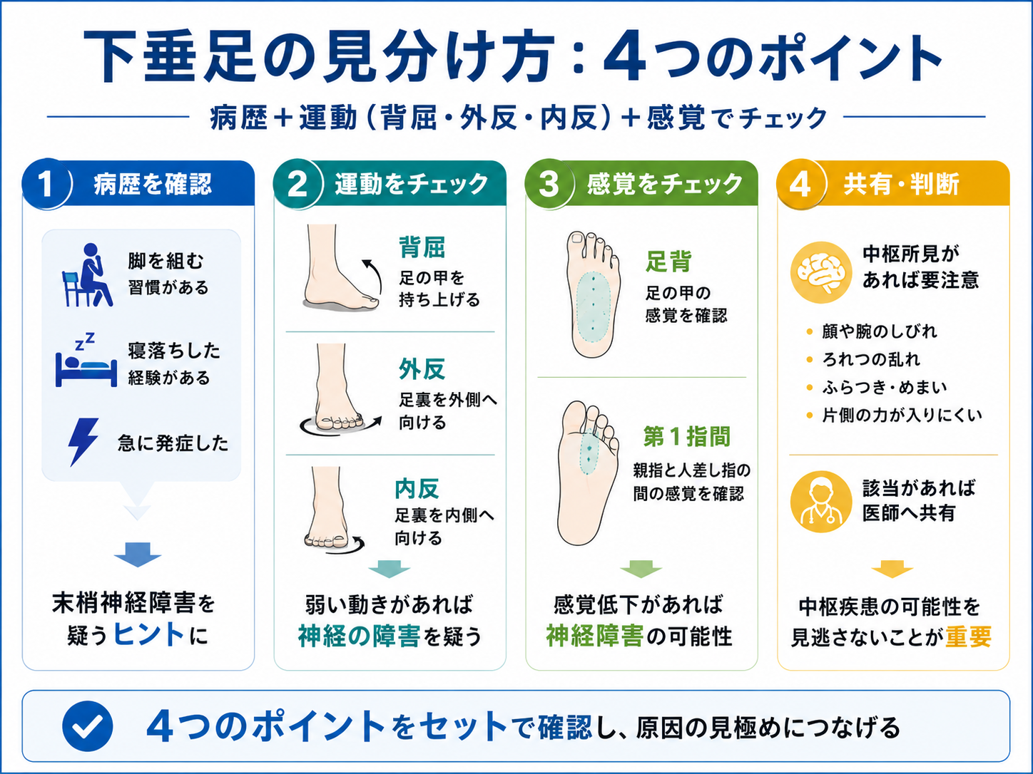 下垂足の見分け方を病歴・運動・感覚・共有の4つのポイントで整理した図版