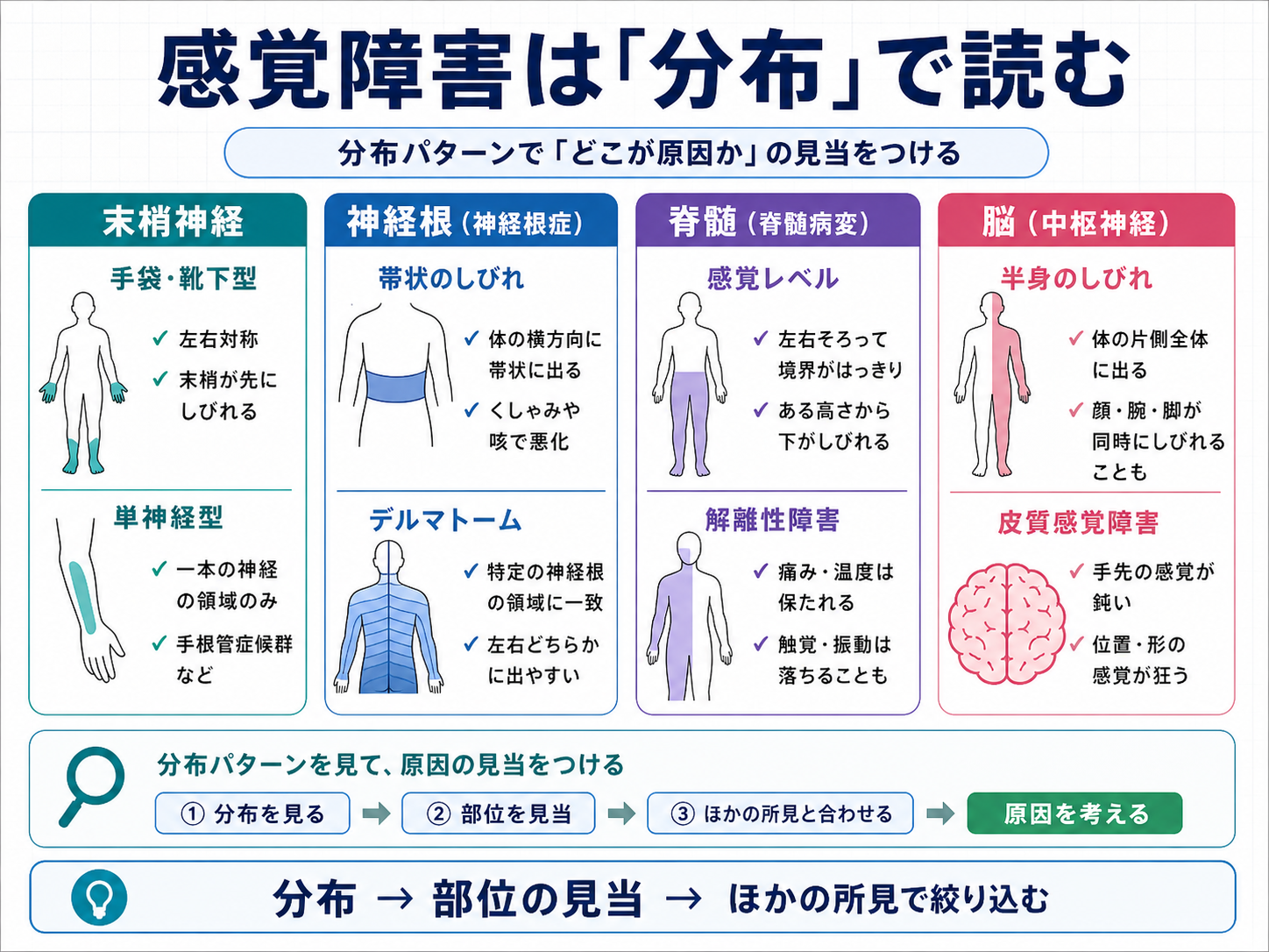 感覚障害は分布で読む：末梢神経、神経根、脊髄、脳の見分け方を整理した図版