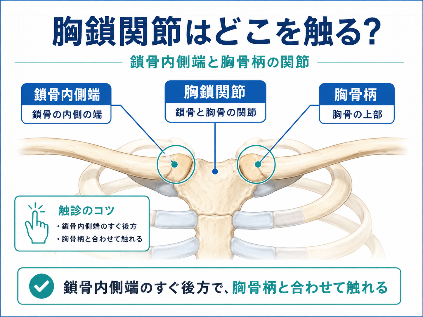 胸鎖関節の位置と鎖骨内側端・胸骨柄との見分け方を示した図版