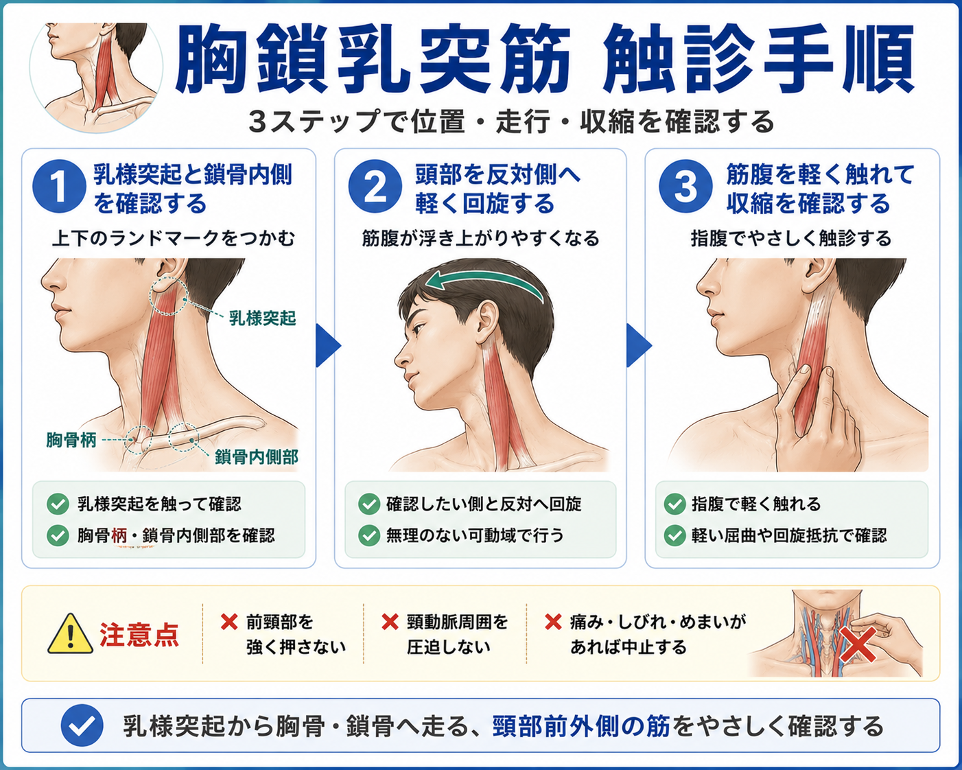 胸鎖乳突筋の触診手順を3ステップで整理した図版