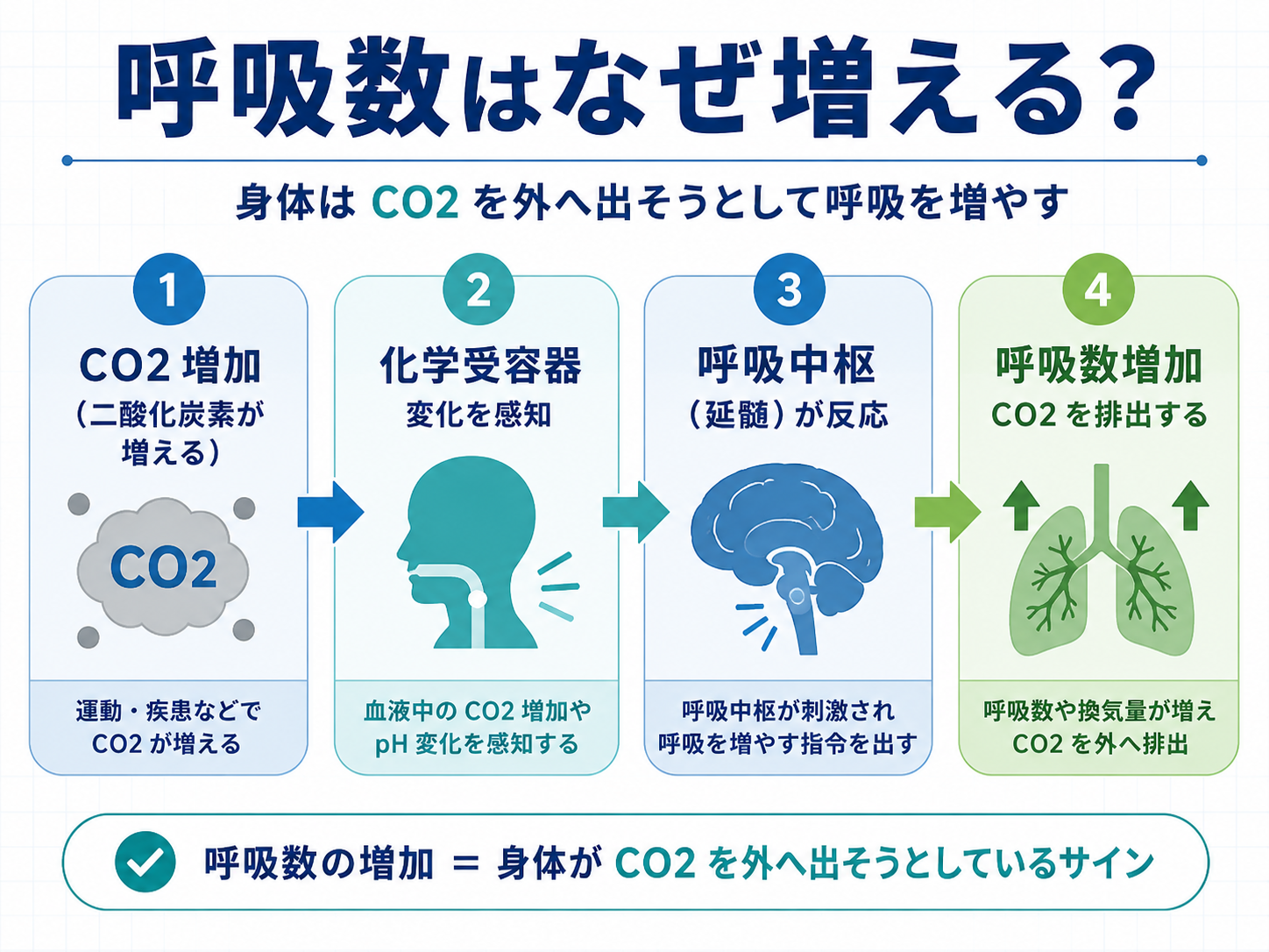呼吸数が増える仕組みをCO2増加、化学受容器、呼吸中枢、呼吸数増加の流れで整理した図版