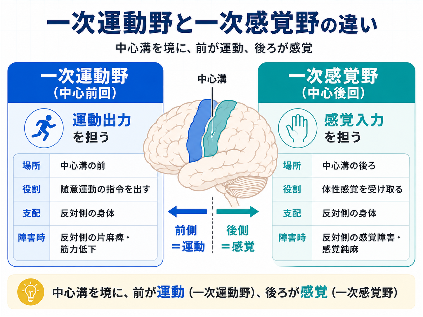一次運動野と一次感覚野の違いを示した図。中心溝を境に、中心前回が運動出力、中心後回が感覚入力に関わることを整理している。