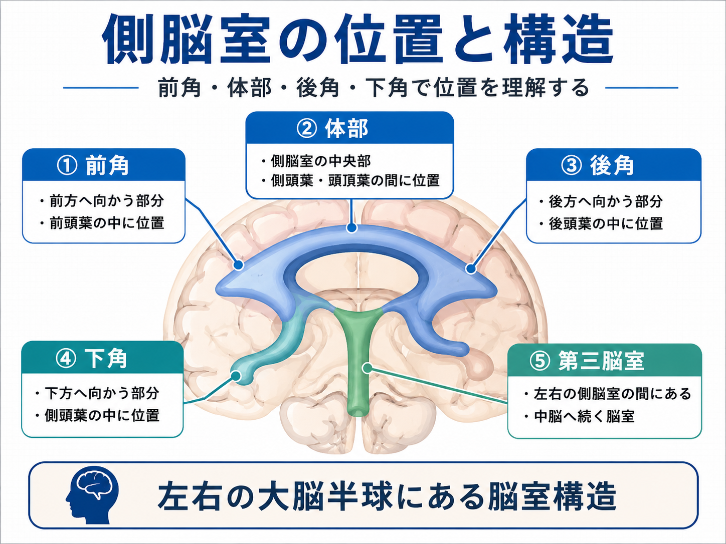 側脳室の位置と構造を示した図。前角、体部、後角、下角、第三脳室の位置関係を整理している。