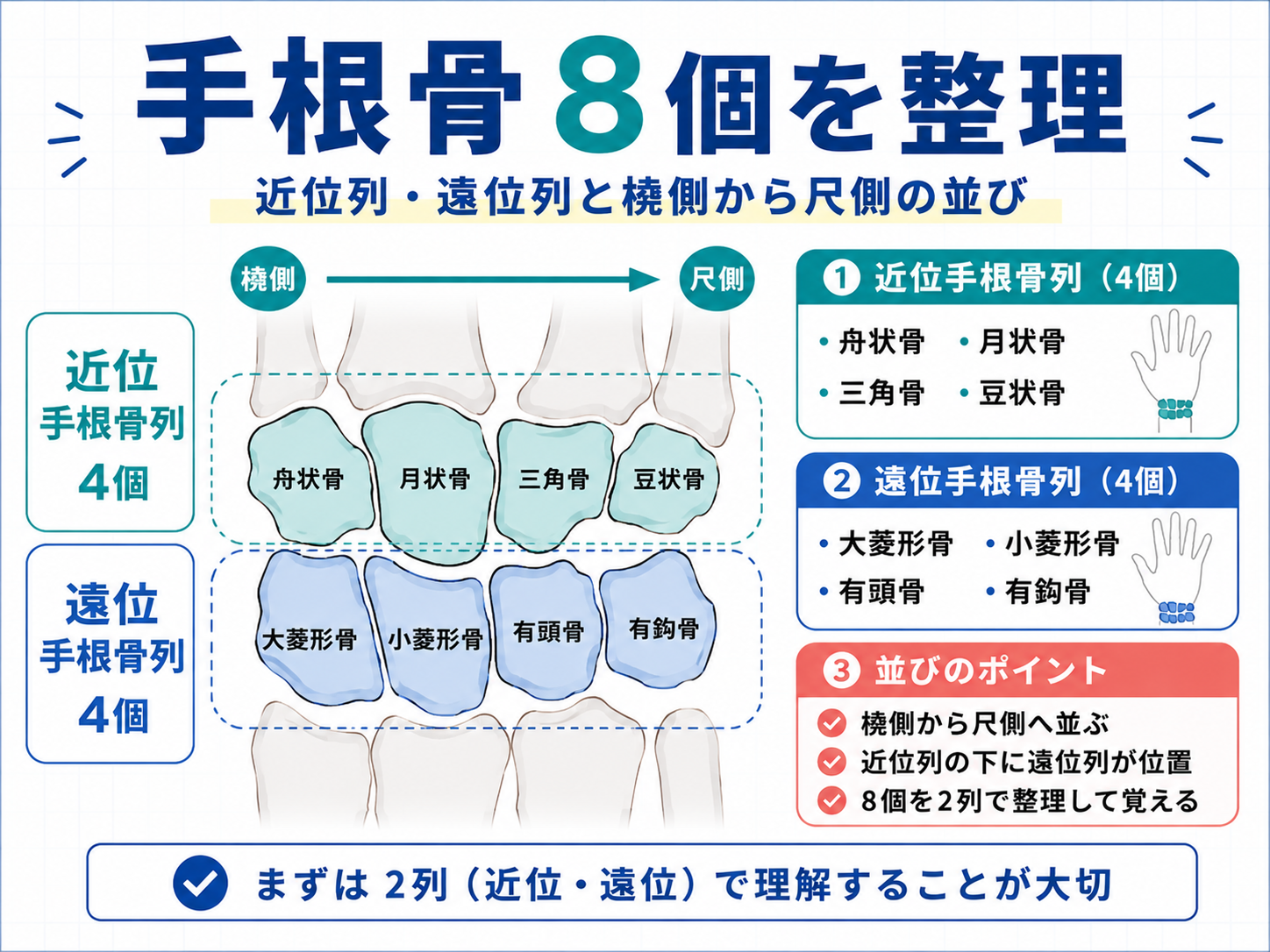 手根骨8個を近位手根骨列と遠位手根骨列に分けて整理した図版