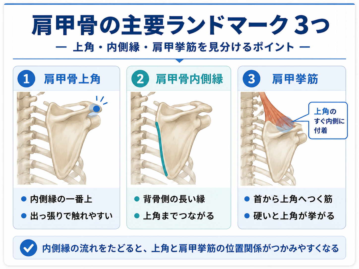 肩甲骨上角と内側縁、肩甲挙筋を見分けるポイントを示した図版