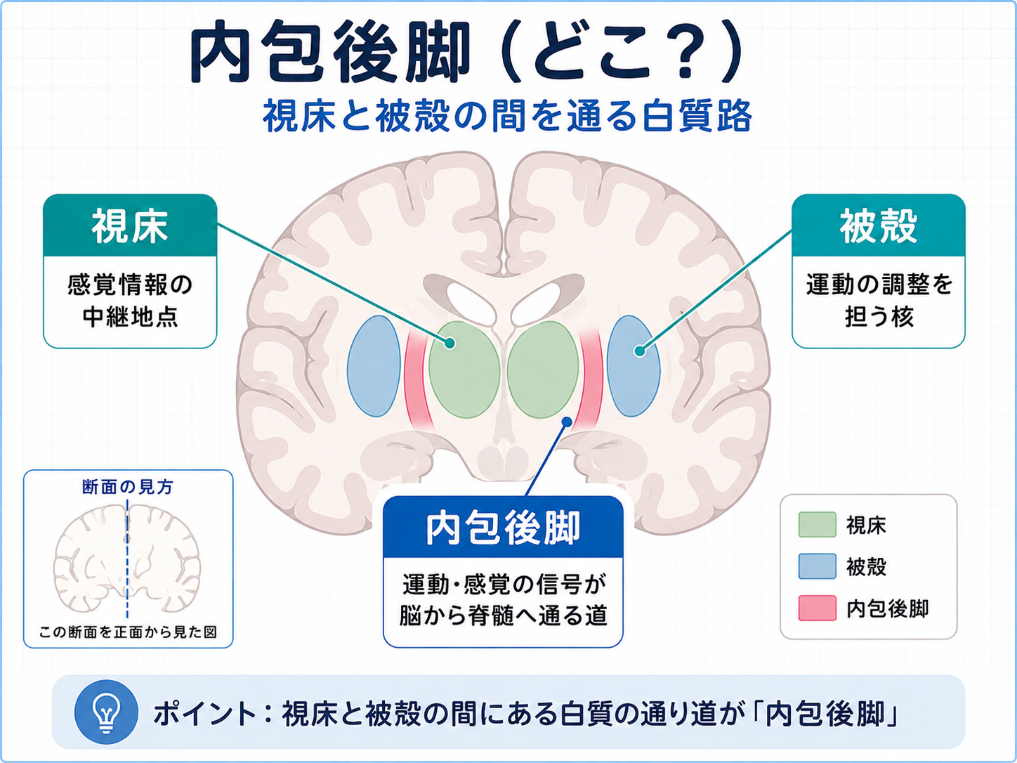 内包後脚の位置を示した図。視床と被殻の間を通る白質路として内包後脚を整理している。
