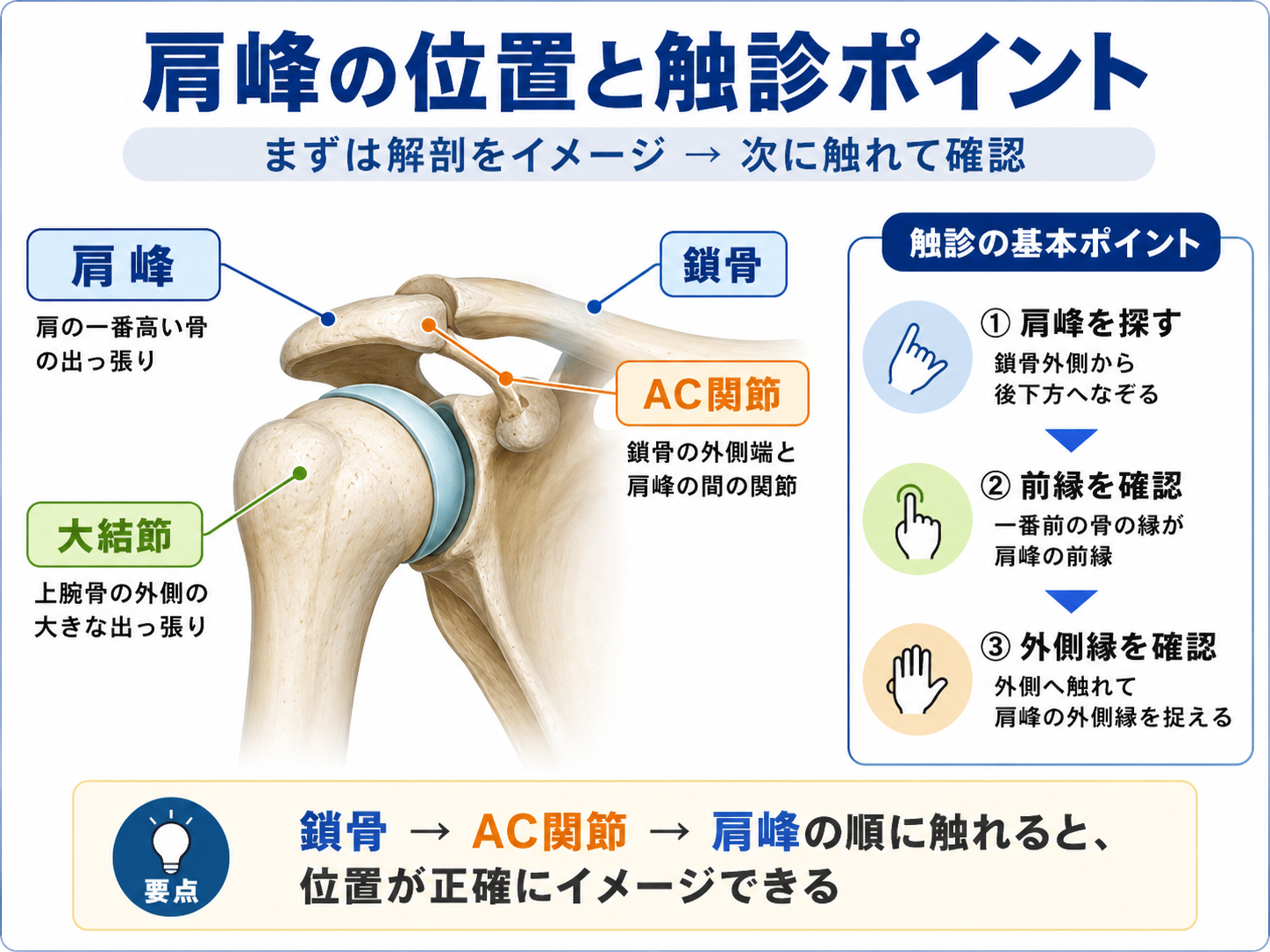 肩峰の位置と触診ポイントを示した図版