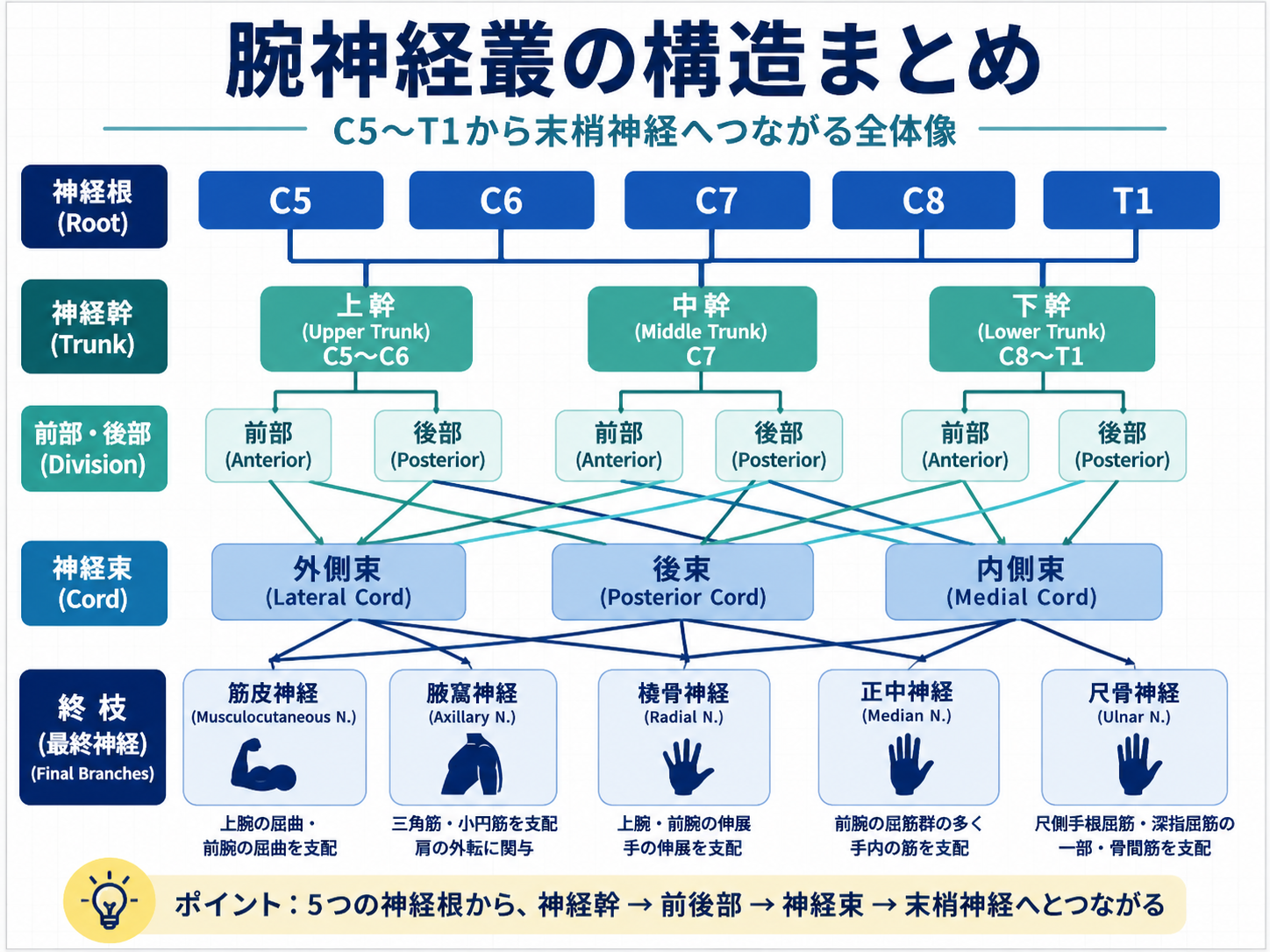 腕神経叢の構造まとめ。C5からT1の神経根、神経幹、前部・後部、神経束、終枝までの流れを整理した図