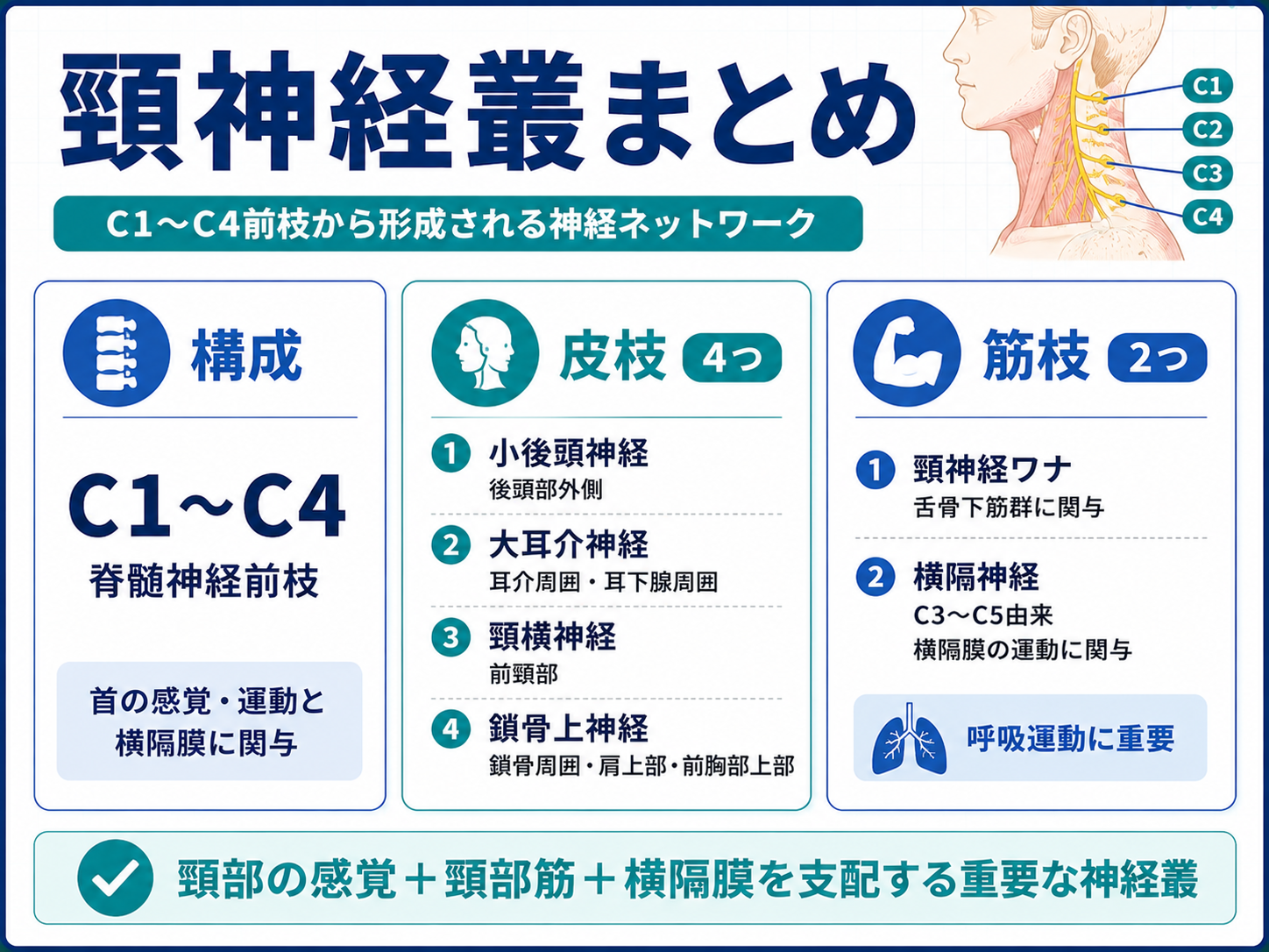 頸神経叢まとめ。C1からC4の構成、皮枝4つ、筋枝2つ、横隔神経との関係を整理した図