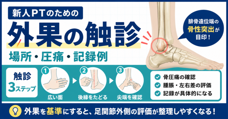 外果の触診方法|場所・圧痛・記録例 | rehabilikun