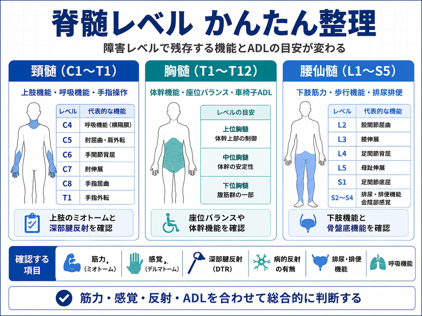 脊髄レベルのかんたん整理。頸髄、胸髄、腰仙髄の機能と確認項目を整理した図