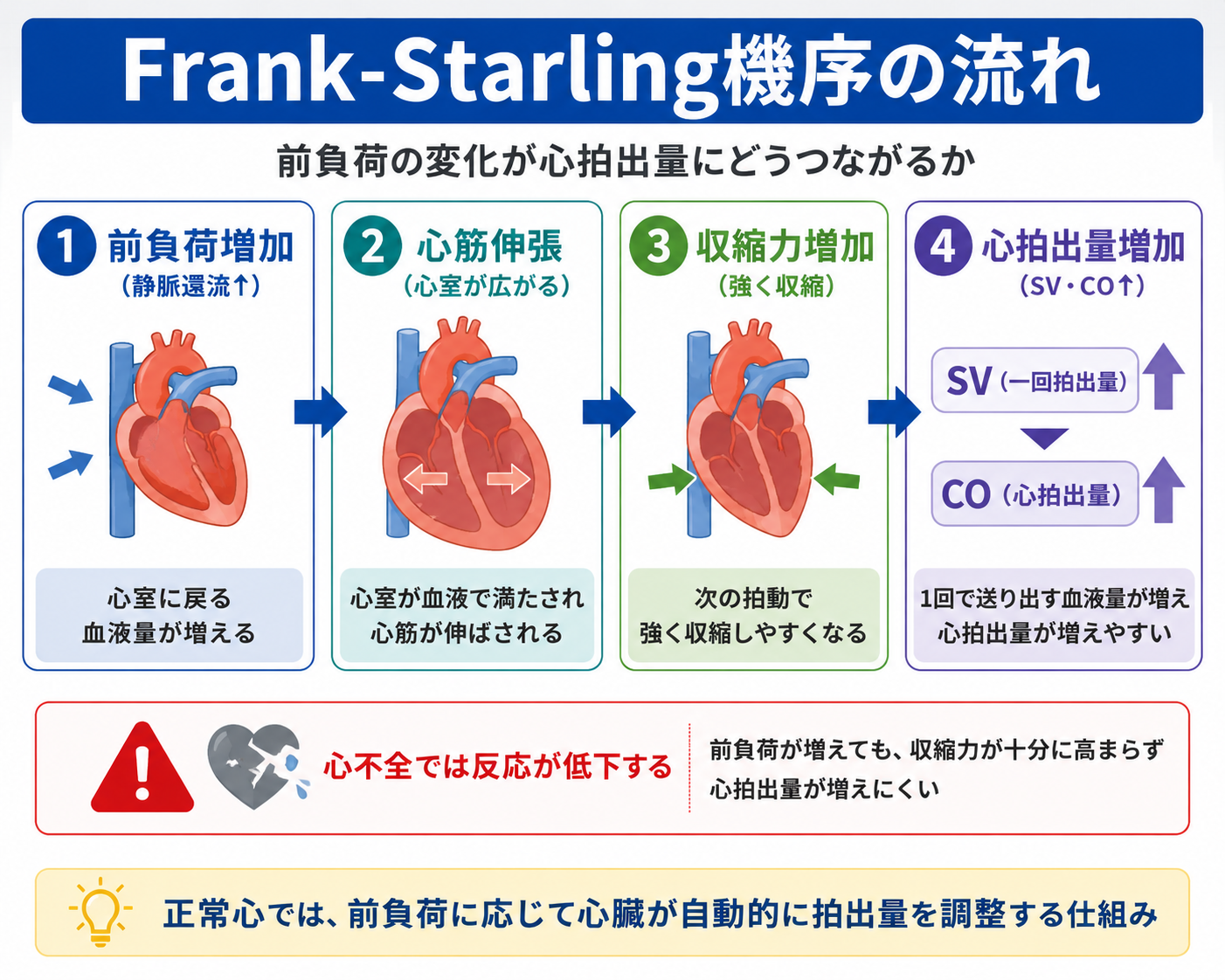 Frank-Starling機序の流れを前負荷増加、心筋伸張、収縮力増加、心拍出量増加で整理した図版