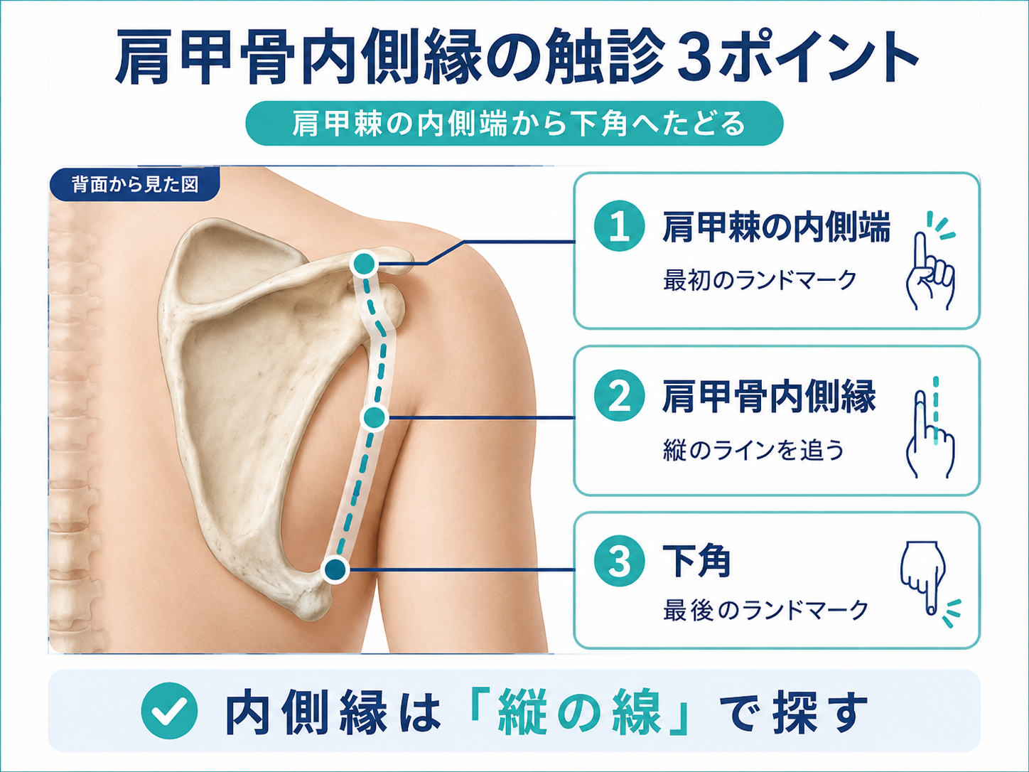 肩甲骨内側縁の触診で肩甲棘の内側端から下角へたどるポイントを示した図版