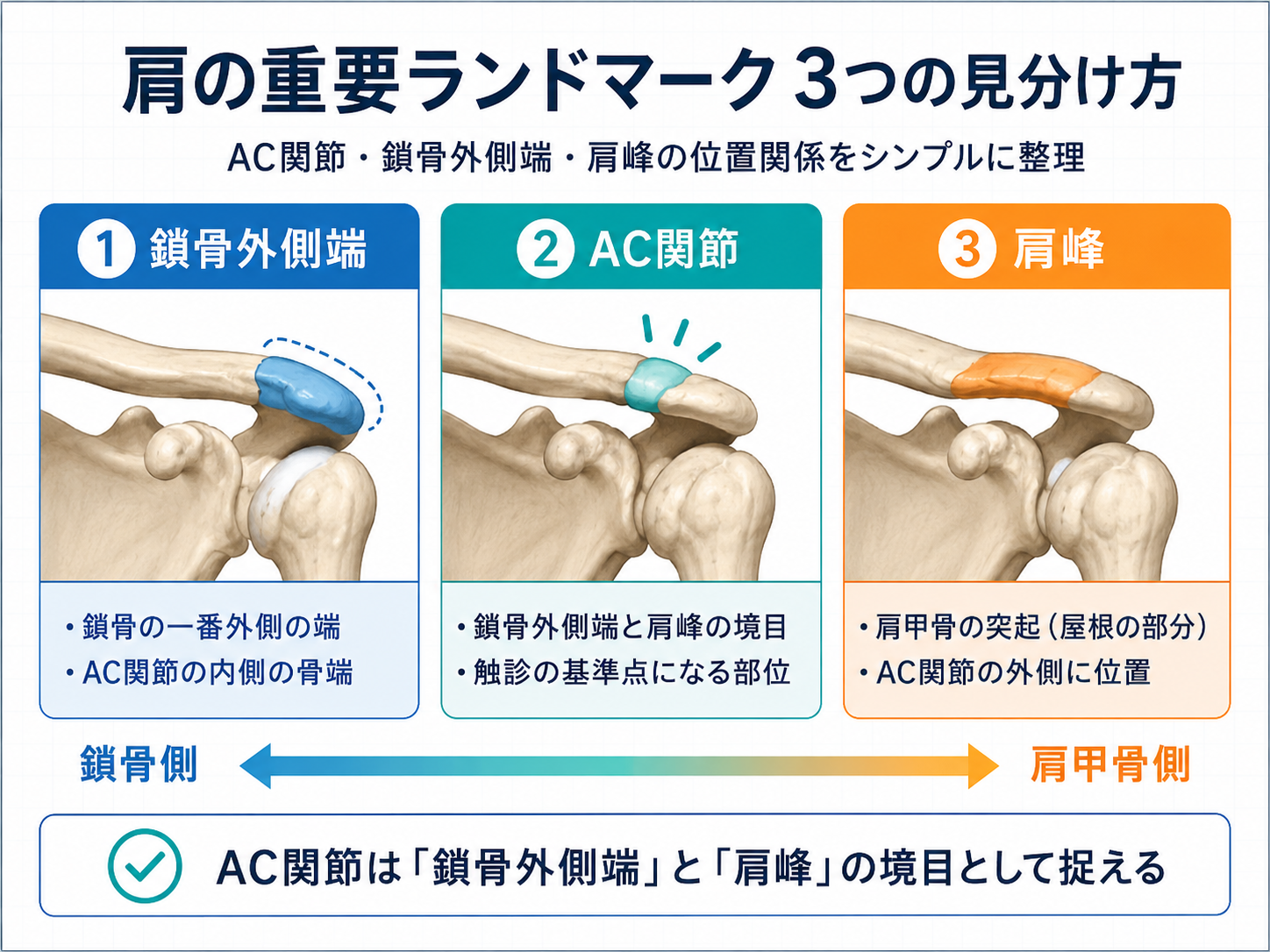 AC関節と鎖骨外側端、肩峰の位置関係を示した図版