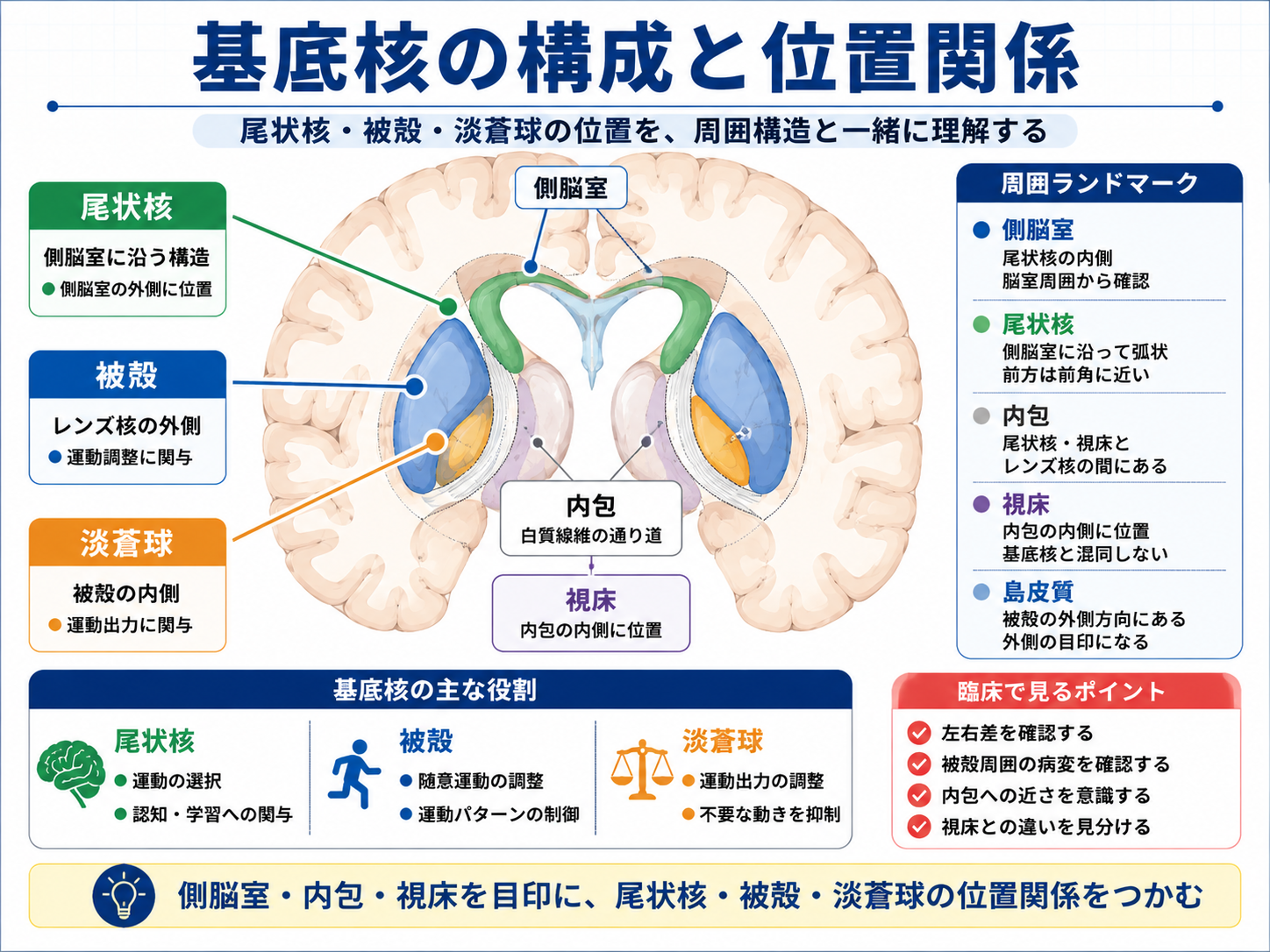 基底核の構成と位置関係を示した図。尾状核、被殻、淡蒼球、内包、視床、側脳室の位置を整理している。