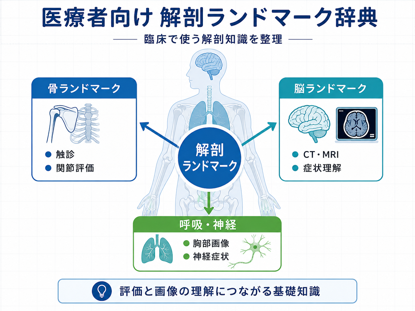 医療者向け解剖ランドマーク辞典の全体像。骨、脳、呼吸・神経のランドマークを整理した図版。