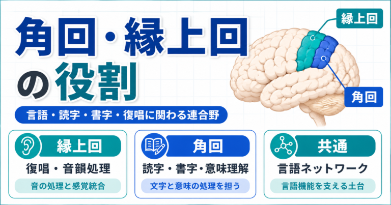 角回と縁上回の違い|場所・障害症状・評価 | rehabilikun