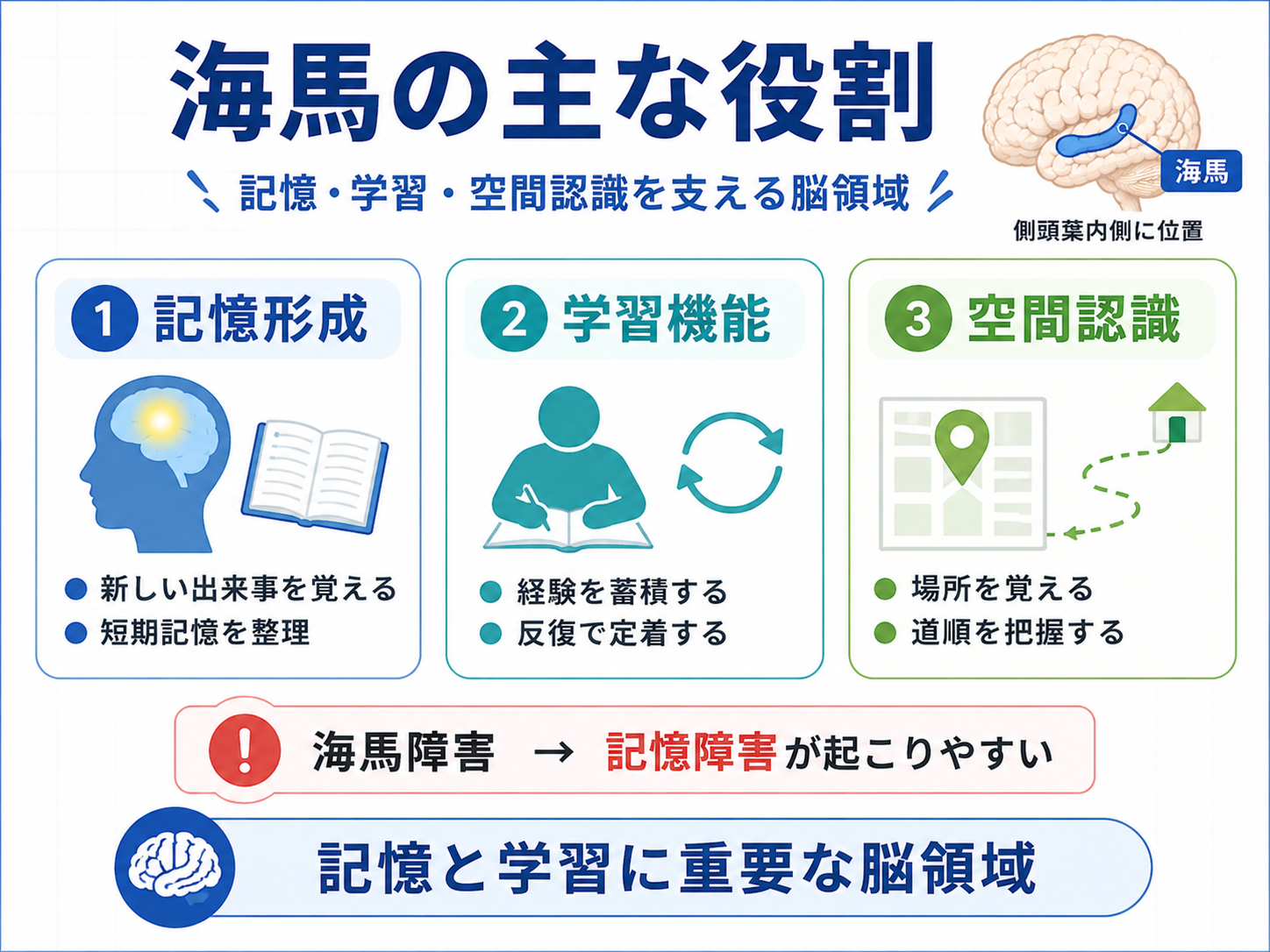 海馬の主な役割を整理した図。記憶形成、学習機能、空間認識に関わり、海馬障害では記憶障害が起こりやすいことを示している。