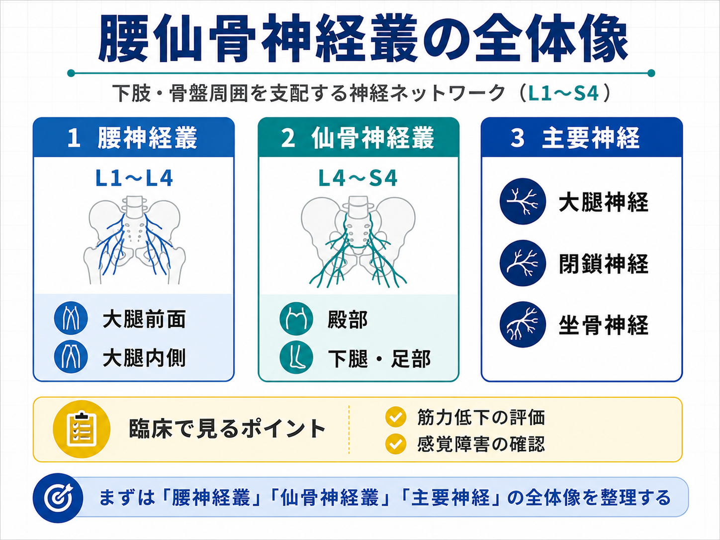 腰仙骨神経叢の全体像。腰神経叢、仙骨神経叢、主要神経、臨床でみるポイントを整理した図