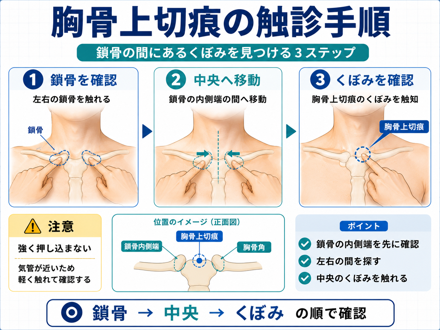 胸骨上切痕の位置と触診手順を示した図版