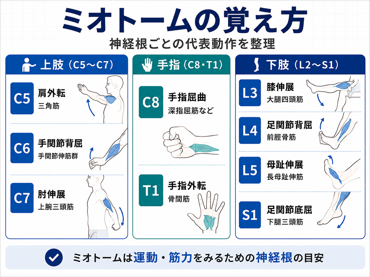 ミオトームの覚え方。C5からS1までの神経根ごとの代表動作を上肢、手指、下肢に分けて整理した図