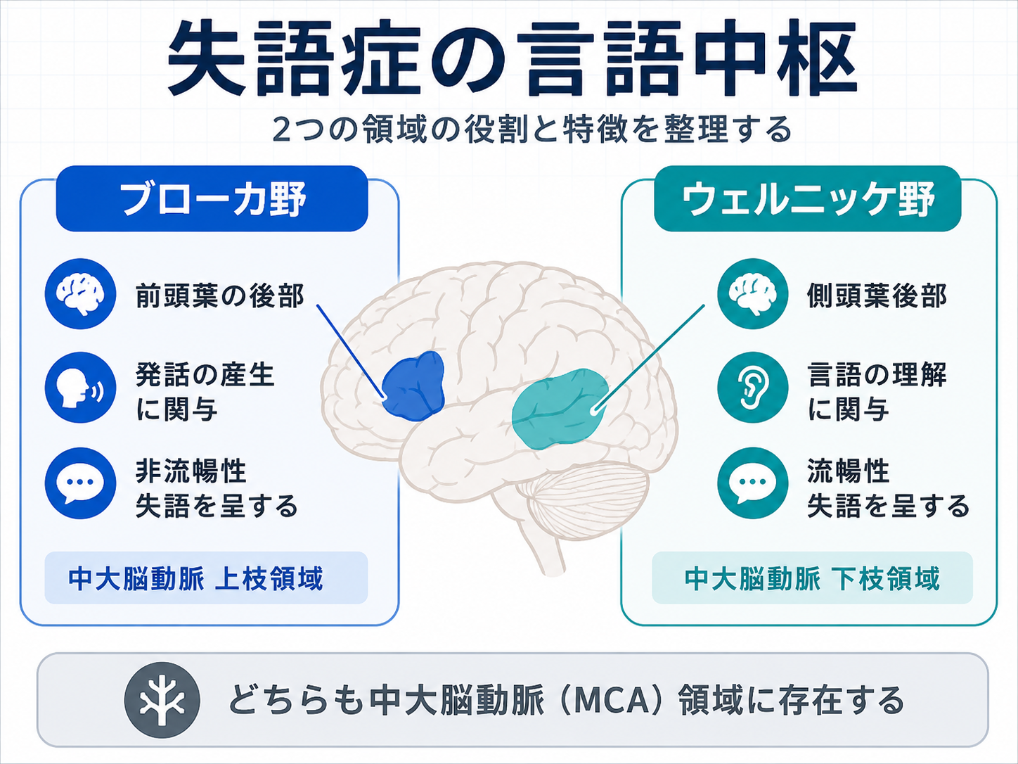 失語症の言語中枢を示した図。ブローカ野は前頭葉後部で発話の産生に関与し、ウェルニッケ野は側頭葉後部で言語理解に関与することを整理している。