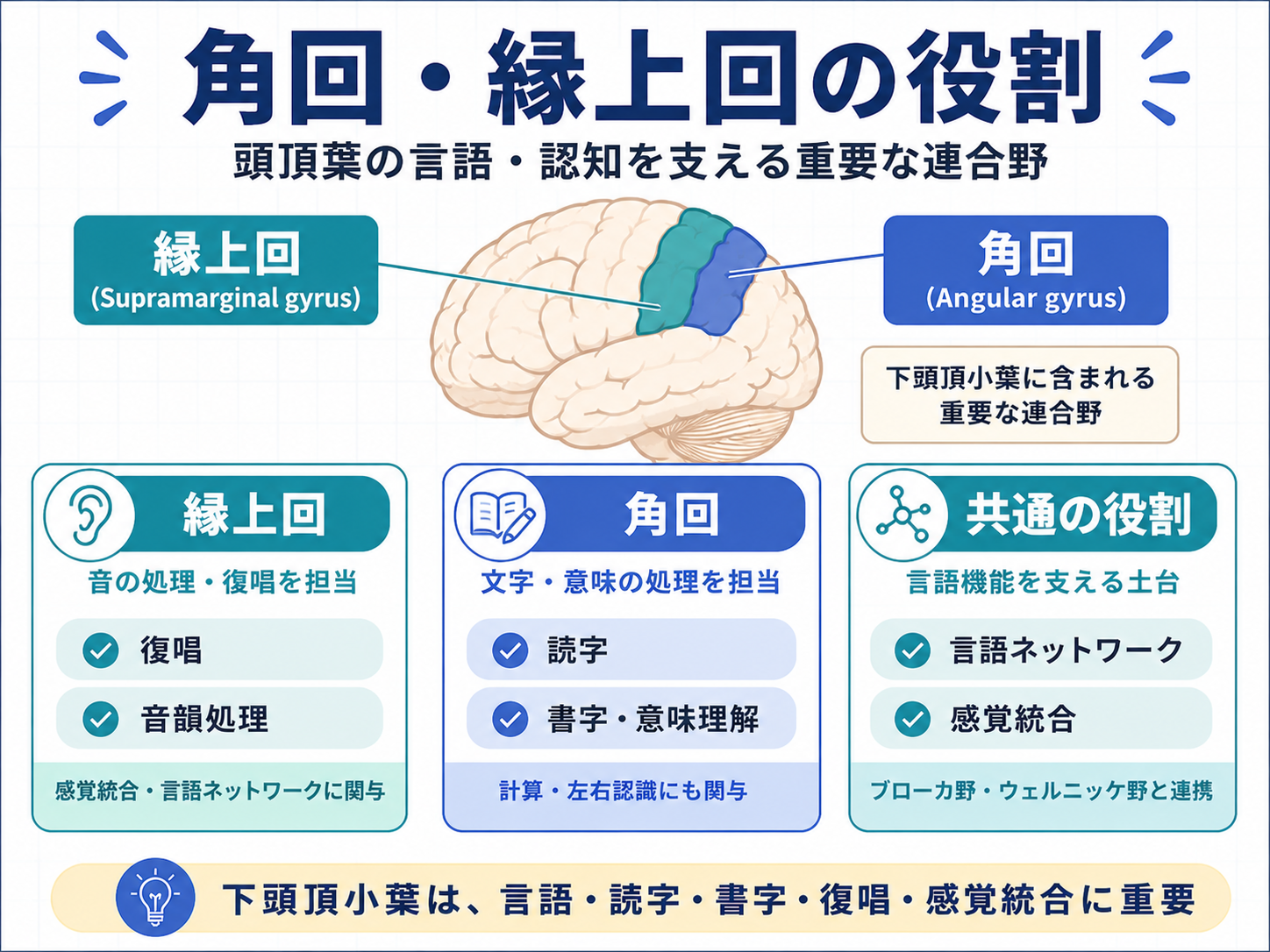 角回と縁上回の役割を整理した図。角回は読字・書字・意味理解、縁上回は復唱・音韻処理に関わることを示している。