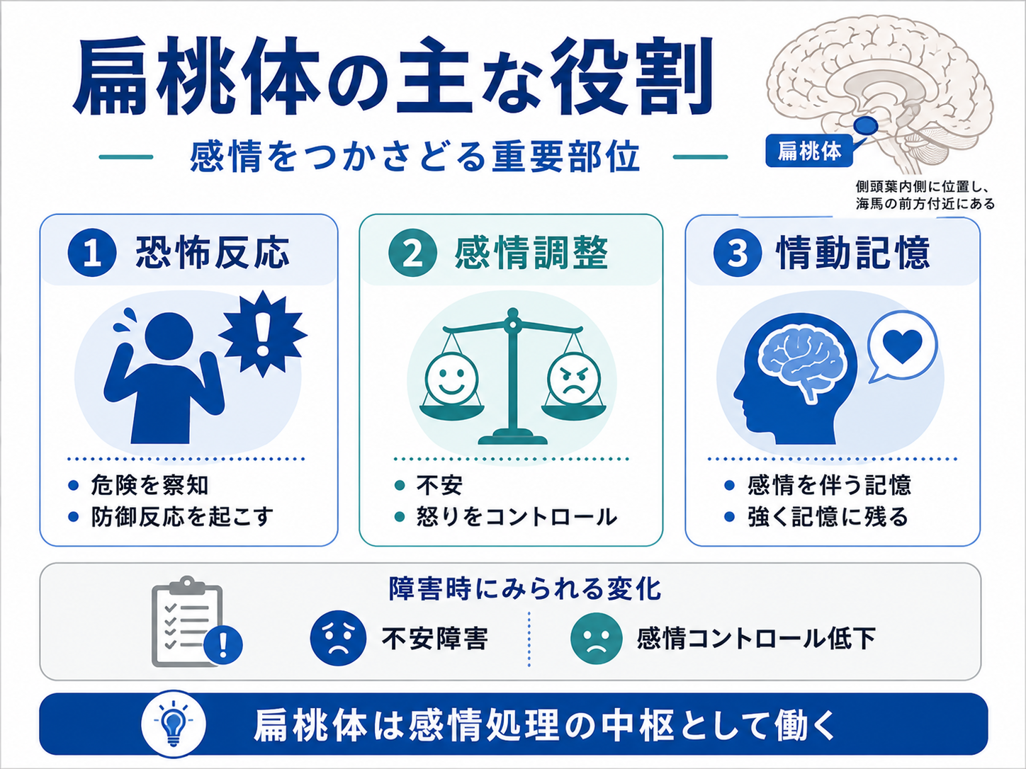 扁桃体の主な役割を整理した図。恐怖反応、感情調整、情動記憶に関わり、障害時には不安障害や感情コントロール低下がみられることを示している。