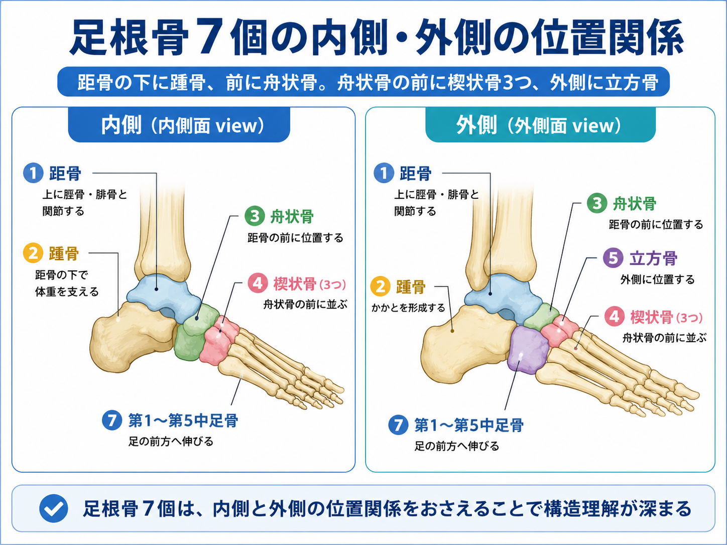 足根骨7個の内側面と外側面から見た位置関係を示した図