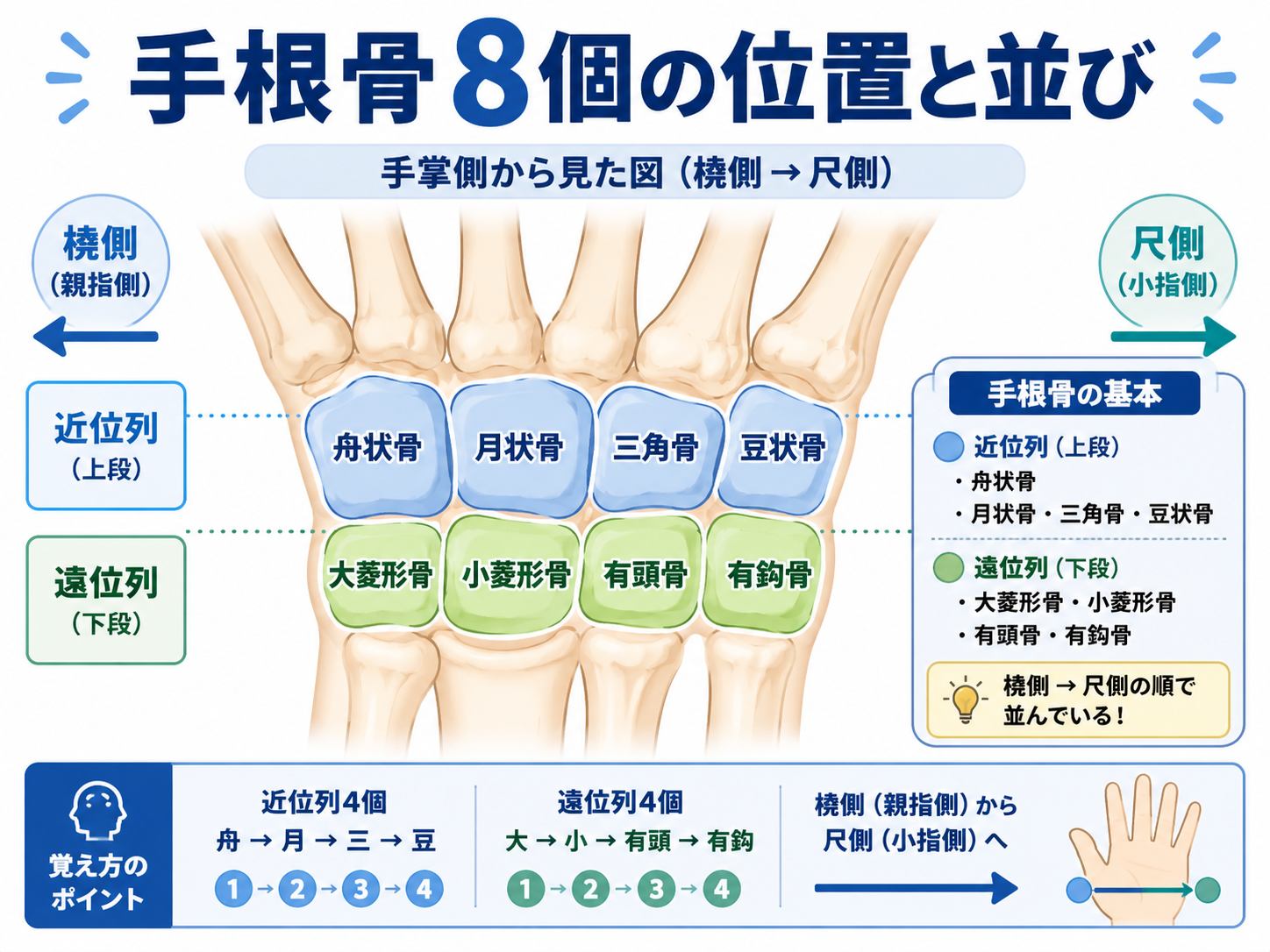 手根骨8個の位置と橈側から尺側への並びを示した図