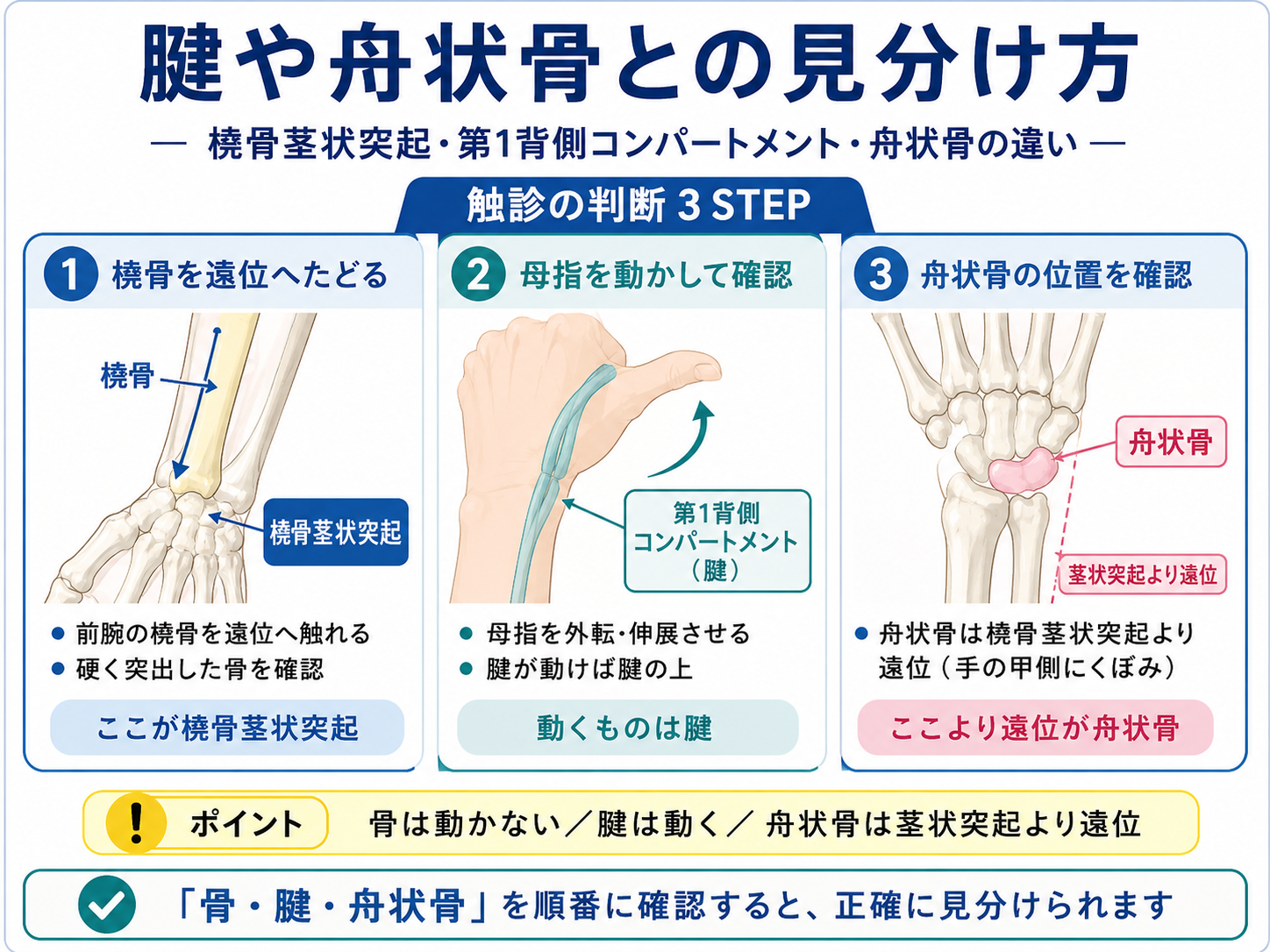 橈骨茎状突起と第1背側コンパートメントの腱、舟状骨を触診で見分ける方法