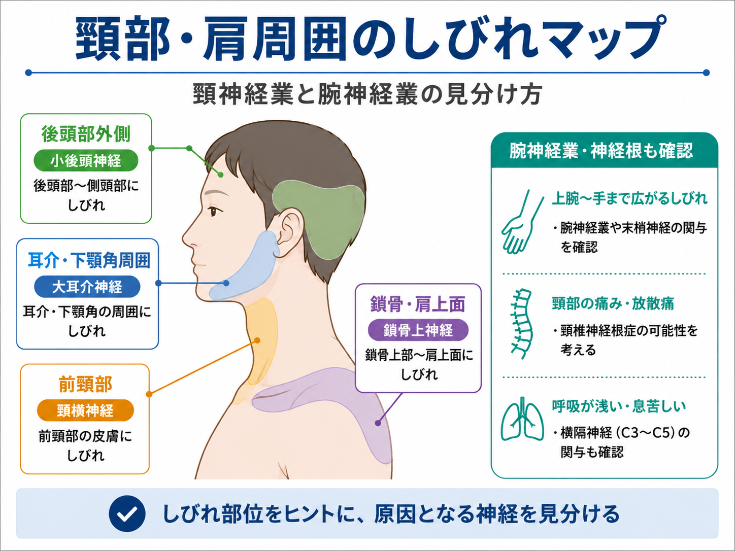 頸部と肩周囲のしびれの部位から頸神経叢、腕神経叢、神経根の関与を見分ける図