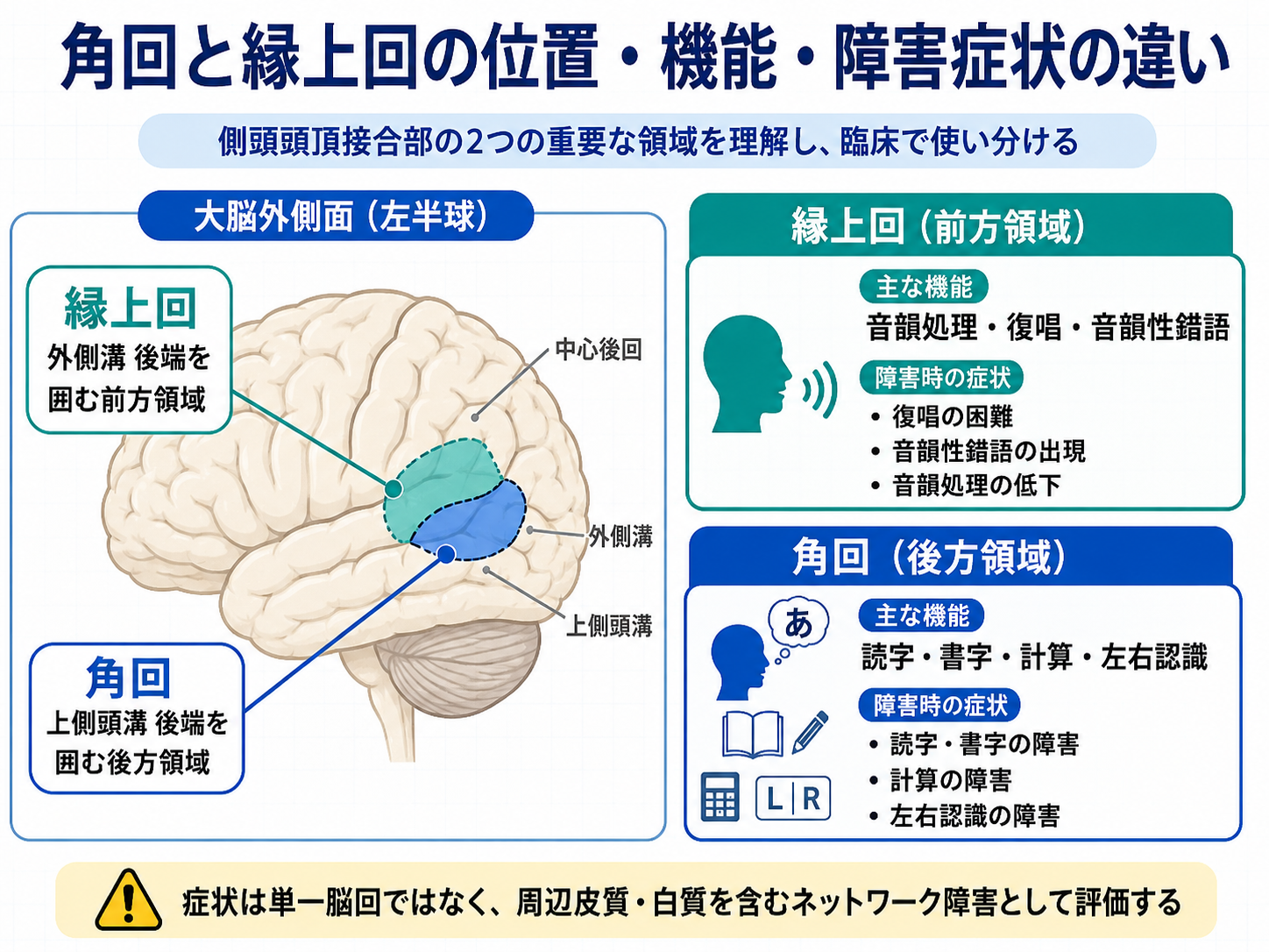 角回と縁上回の位置、機能、障害症状の違いを整理した図。縁上回は下頭頂小葉前方に位置し、音韻処理や復唱に関わる。角回は下頭頂小葉後方に位置し、読字、書字、計算、左右認識に関わる。