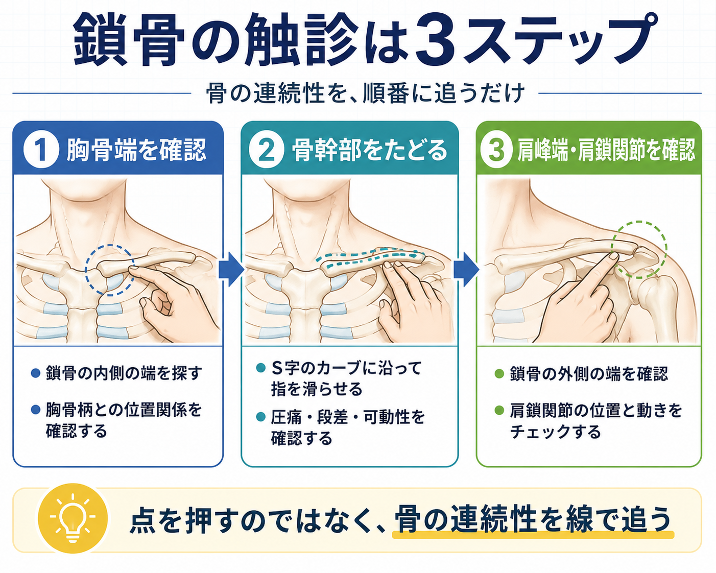 鎖骨の触診を3ステップで示した図。胸骨端を確認し、骨幹部のS字状カーブをたどり、肩峰端と肩鎖関節を確認する流れを示す