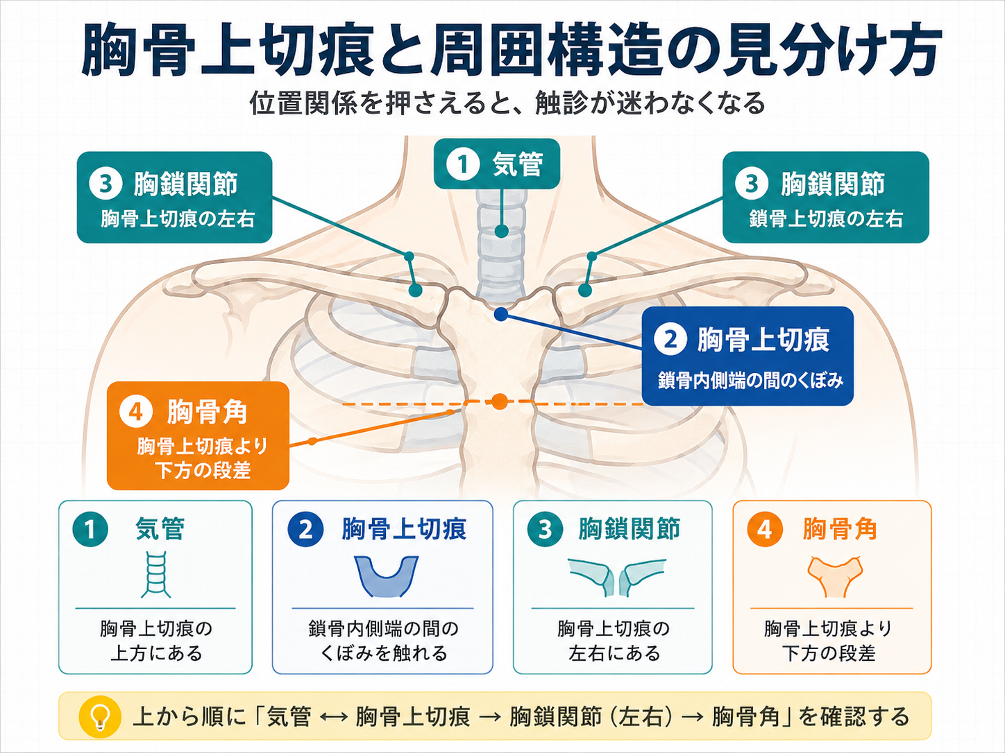 胸骨上切痕と気管・胸鎖関節・胸骨角の位置関係を示した図版