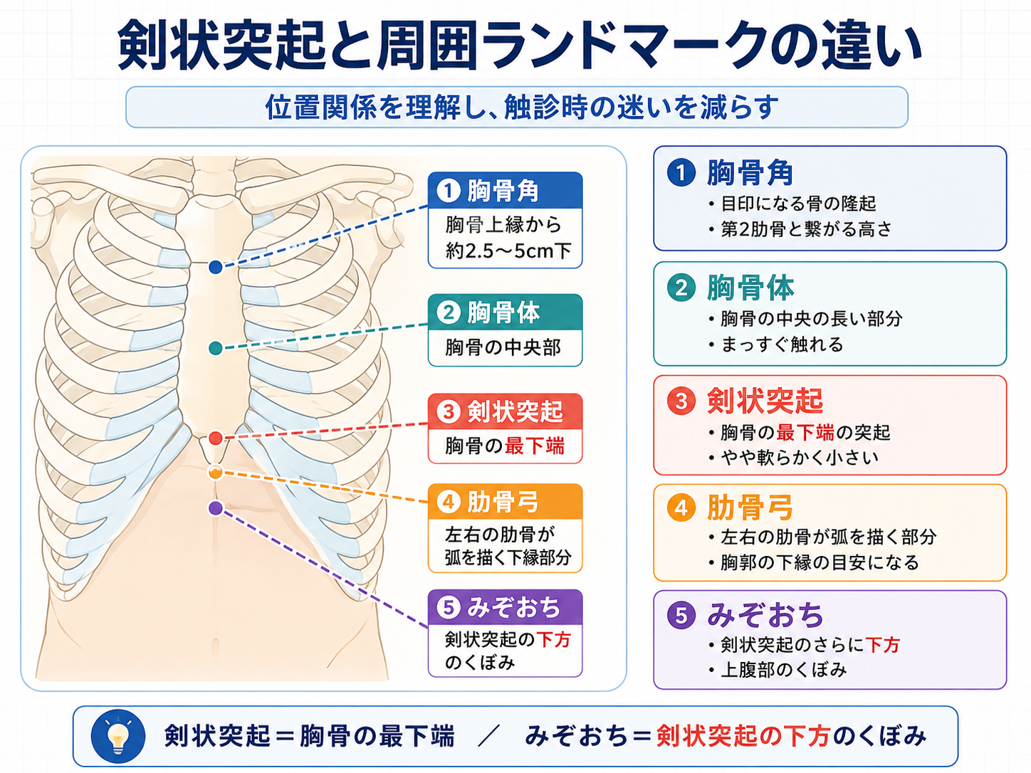 剣状突起と胸骨角、胸骨体、肋骨弓、みぞおちの位置関係を示した図版