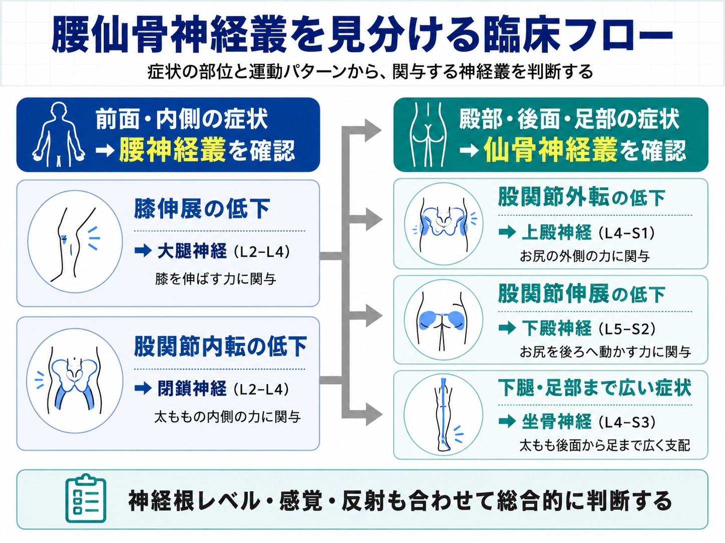 腰仙骨神経叢を症状の部位と運動低下から見分ける臨床フロー