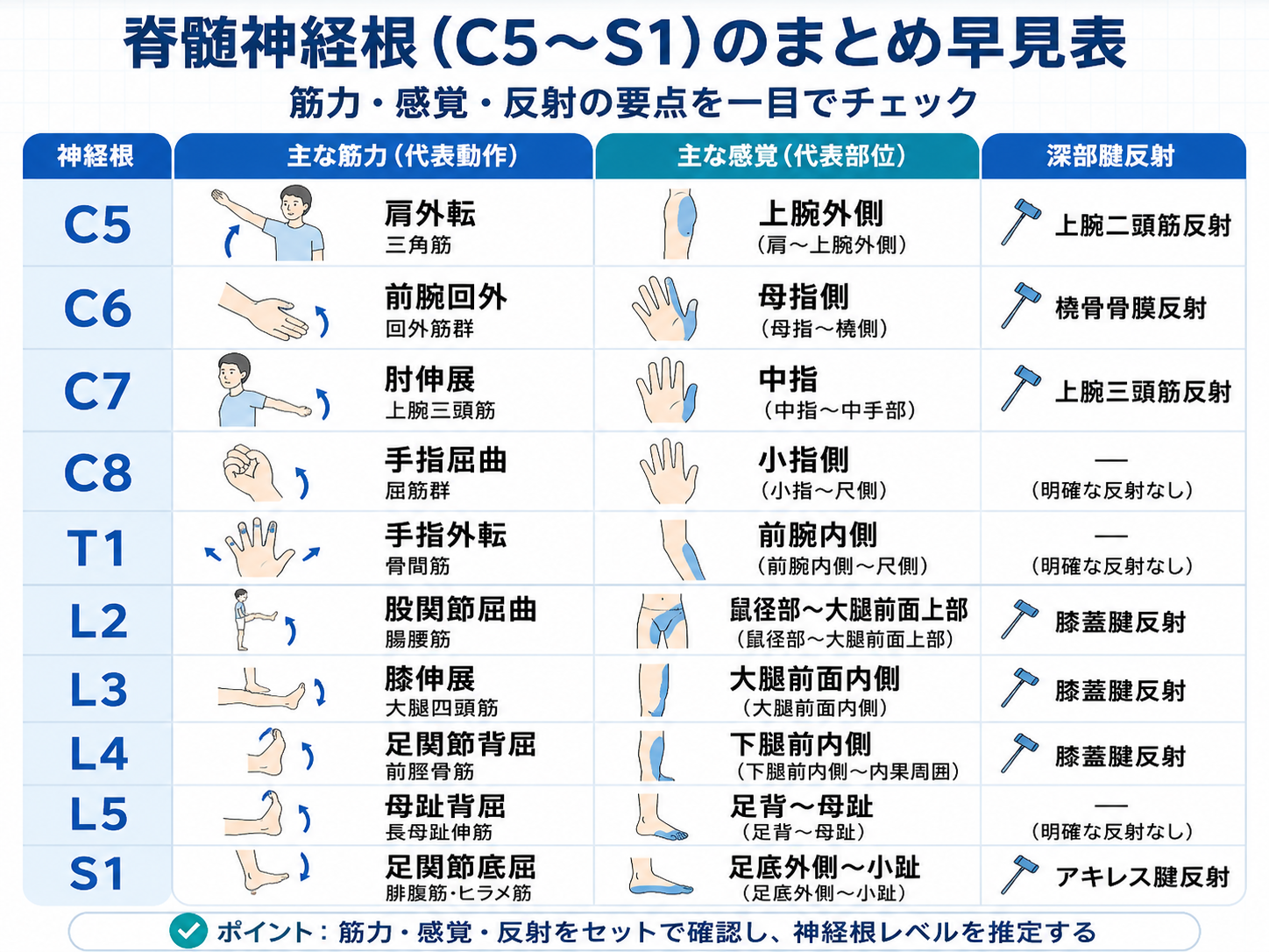 C5からS1までの神経根について代表的な筋力、感覚領域、深部腱反射をまとめた早見表