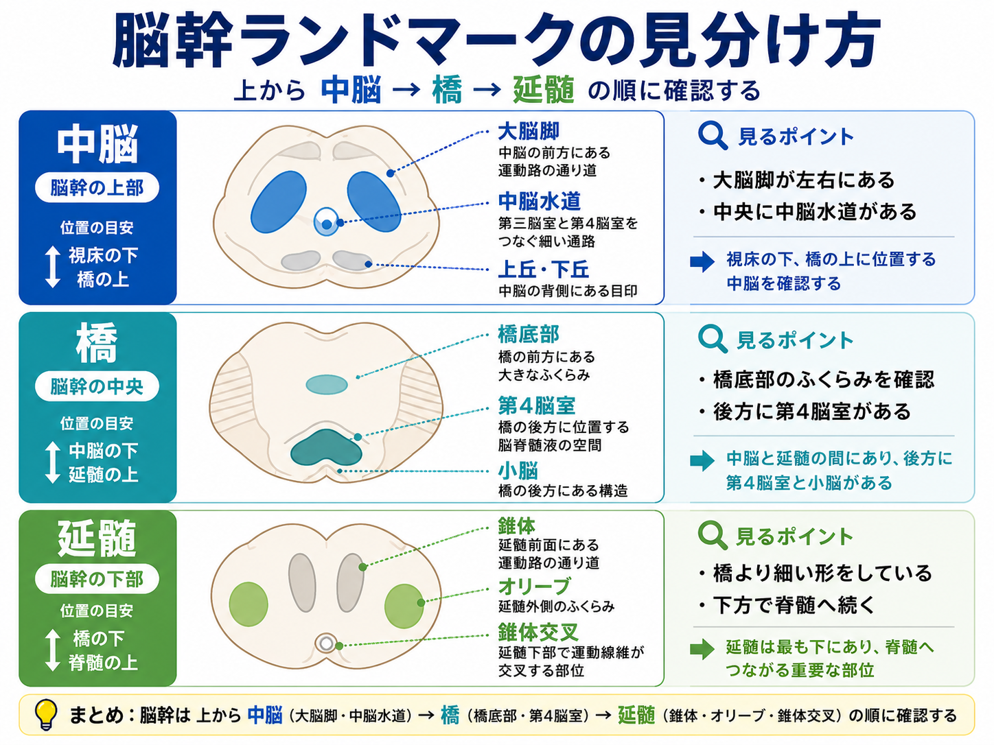 脳幹ランドマーク｜中脳・橋・延髄の見分け方 | rehabilikun