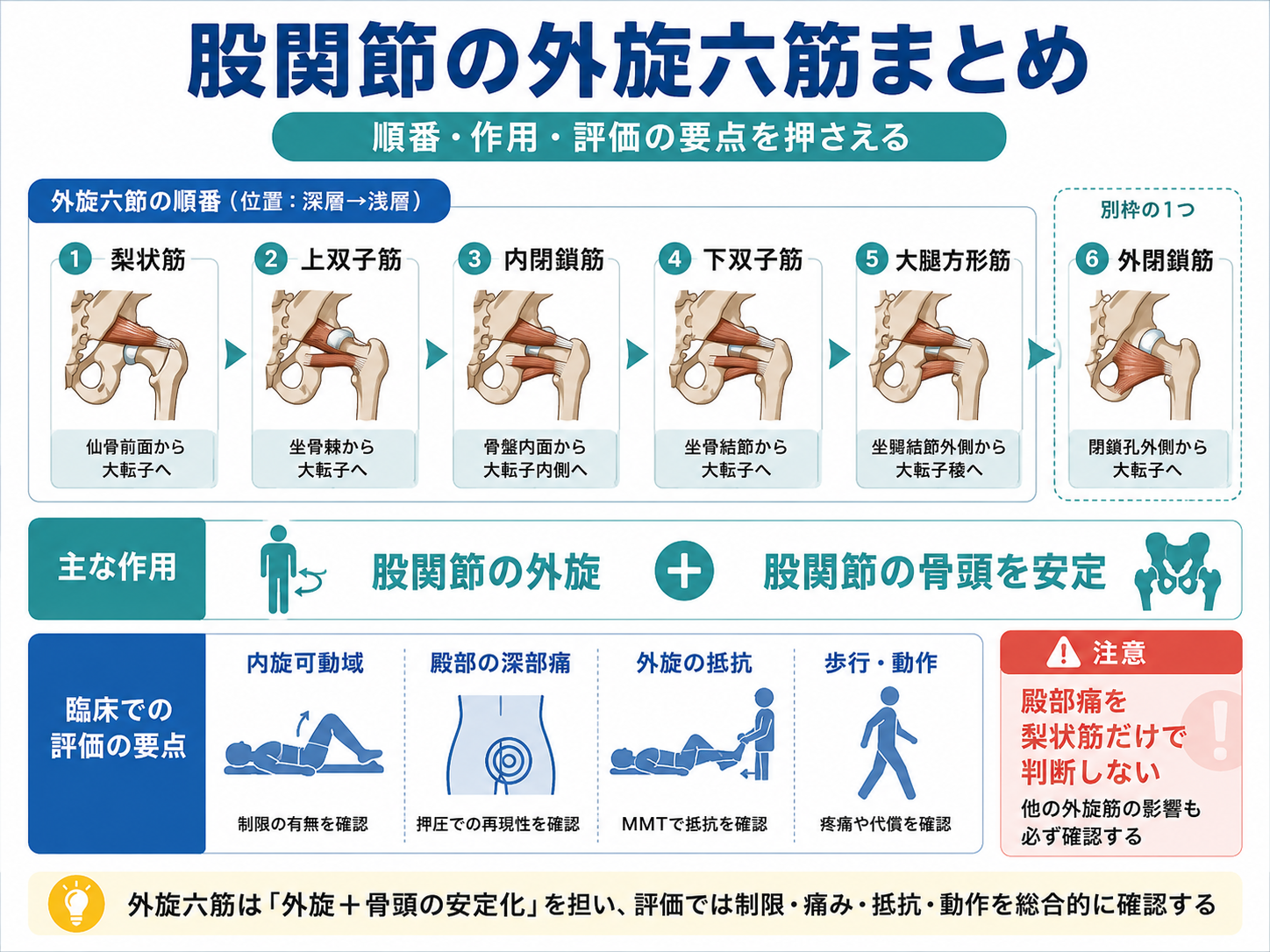 股関節外旋六筋の順番、主な作用、臨床評価の要点を整理した図版